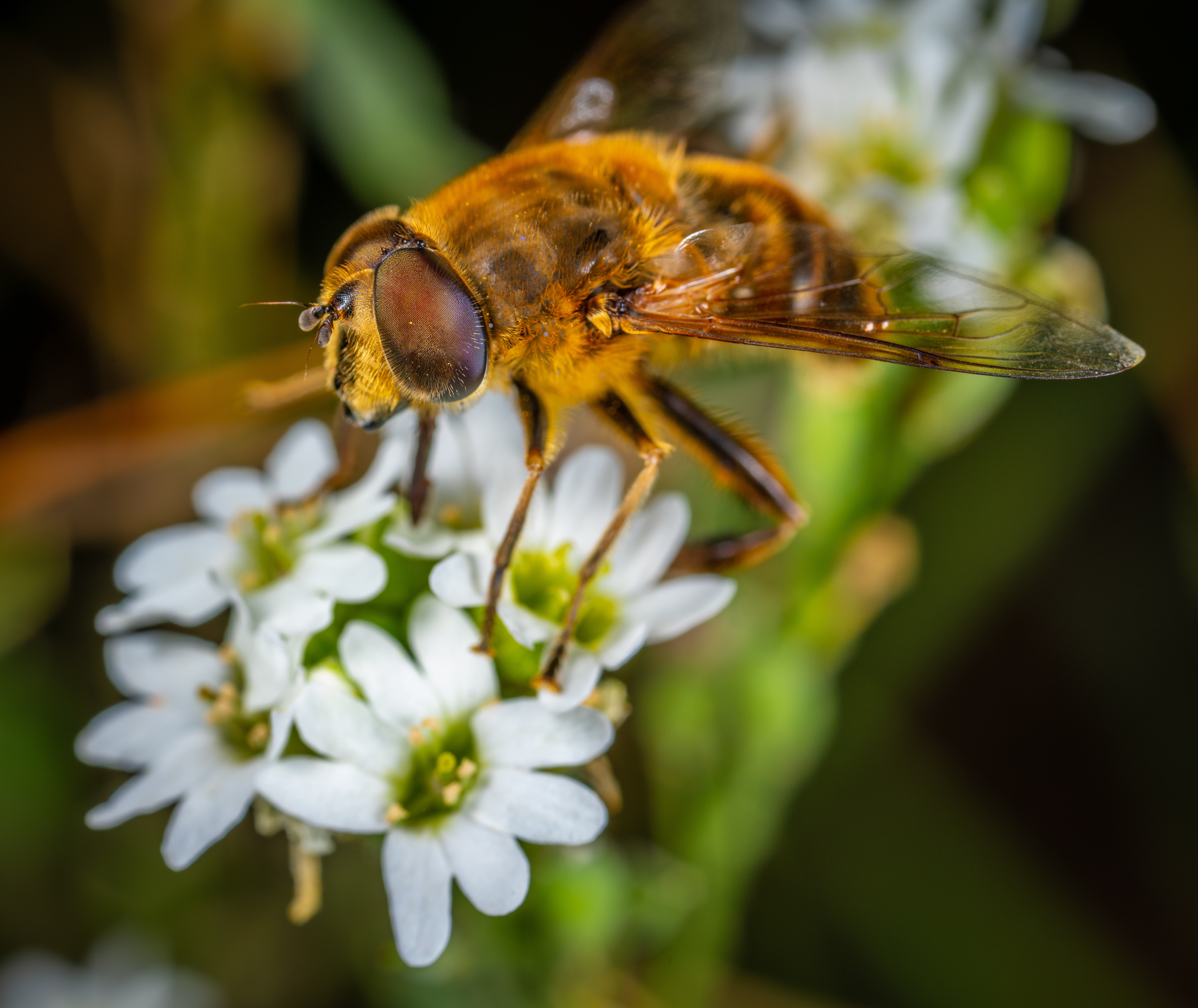 Hoverfly Wallpapers