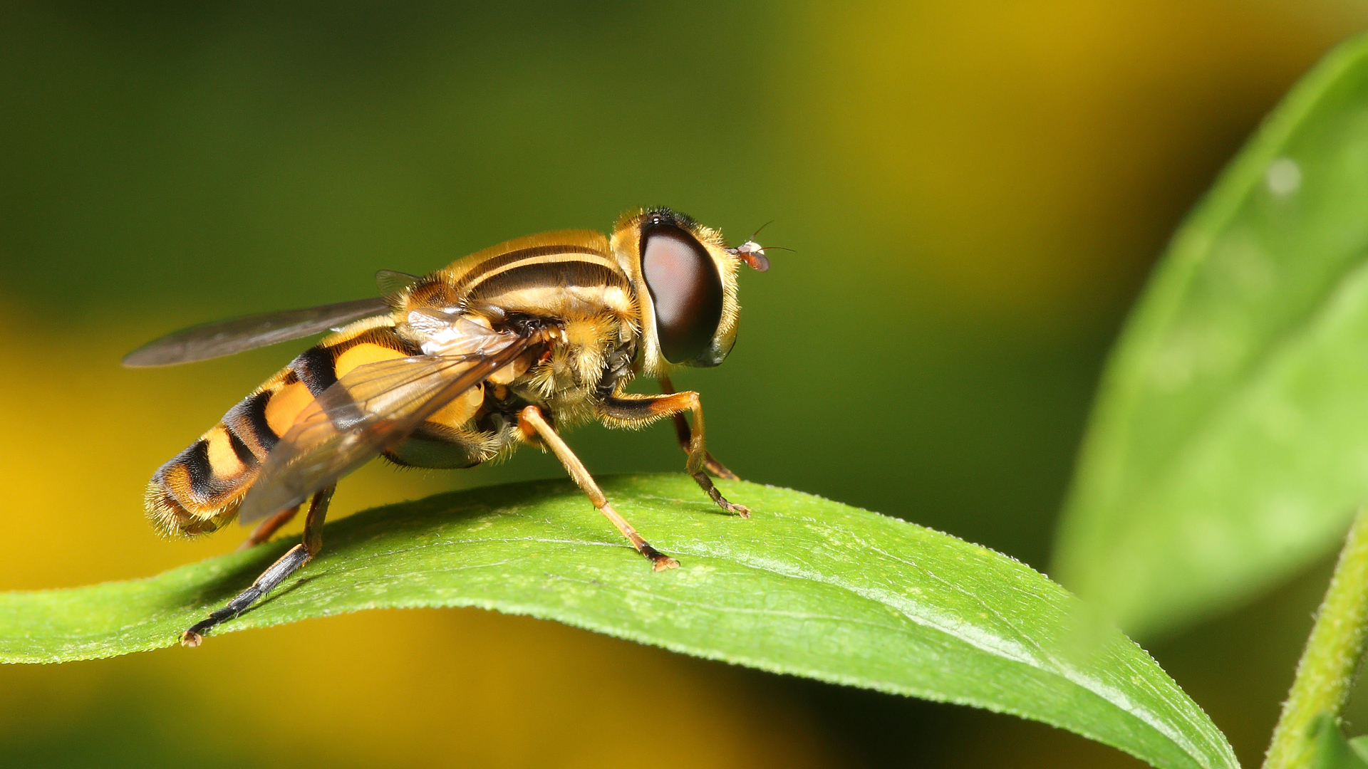 Hoverfly Wallpapers