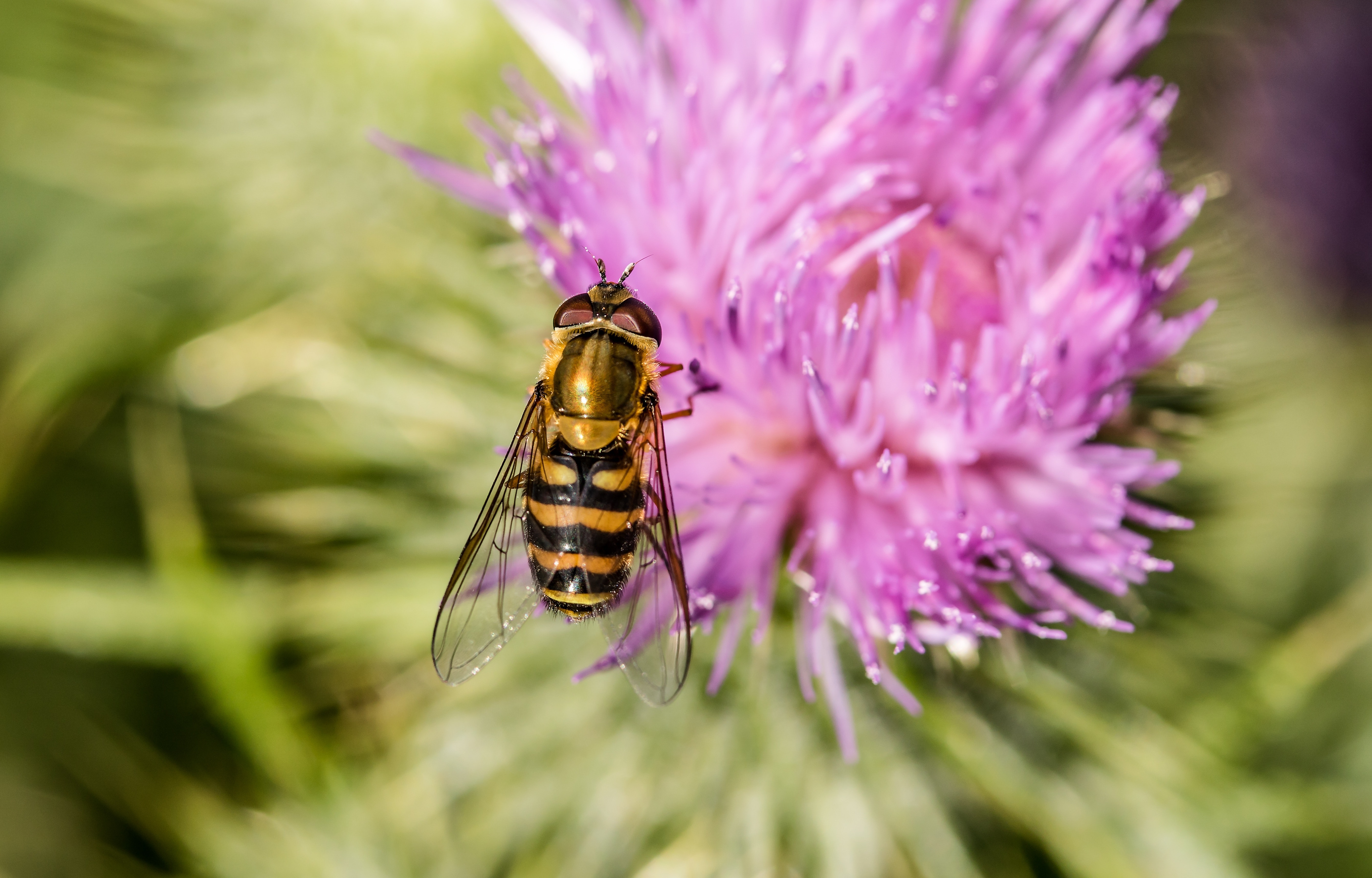 Hoverfly Wallpapers