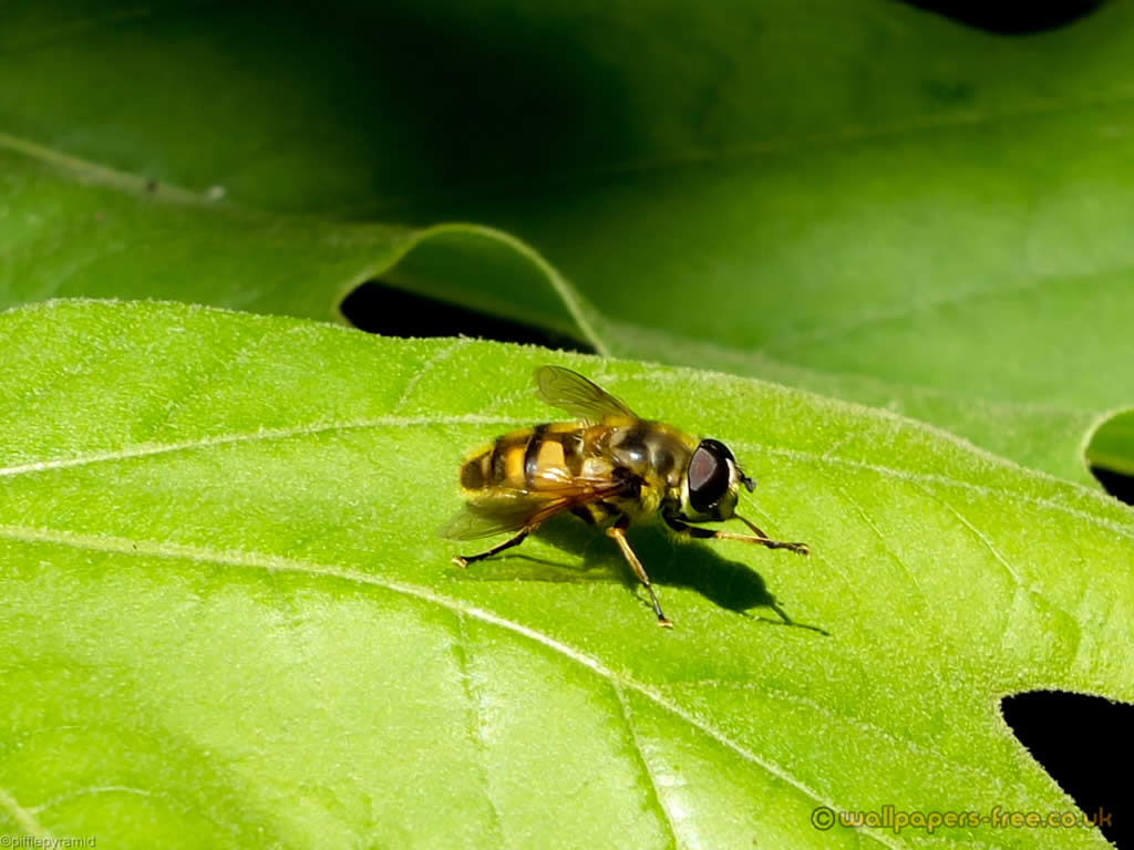 Hoverfly Wallpapers