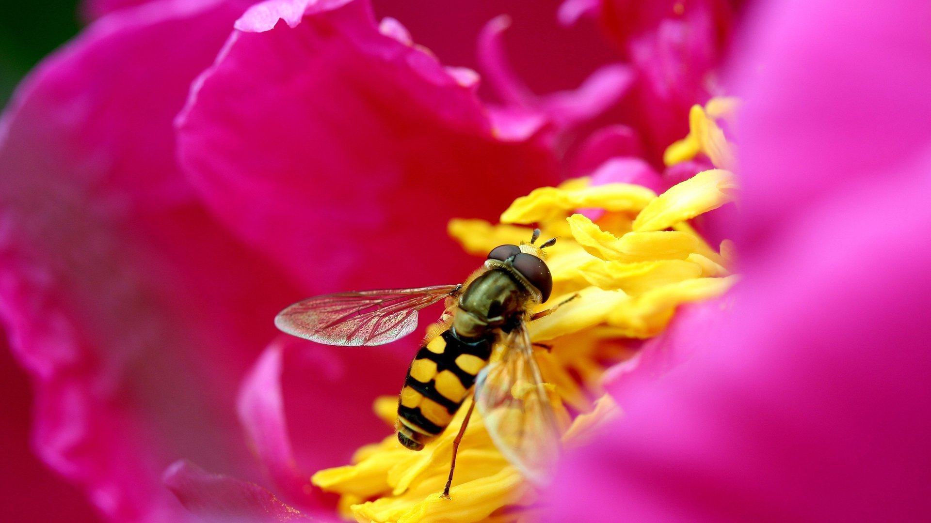 Hoverfly Wallpapers