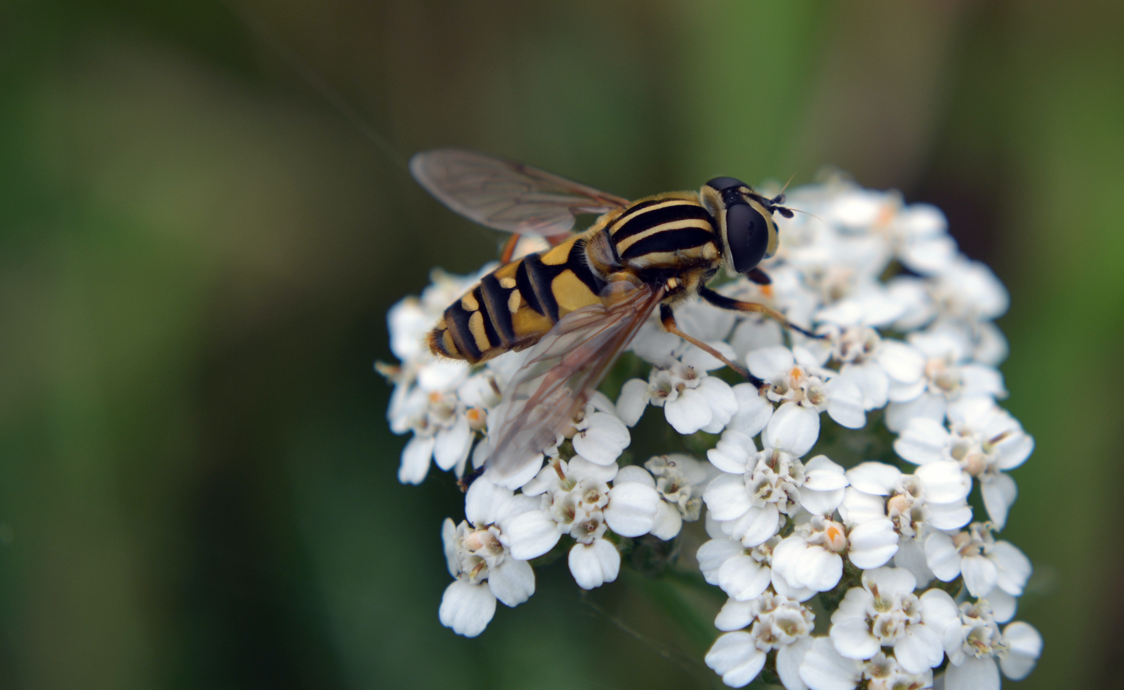 Hoverfly Wallpapers