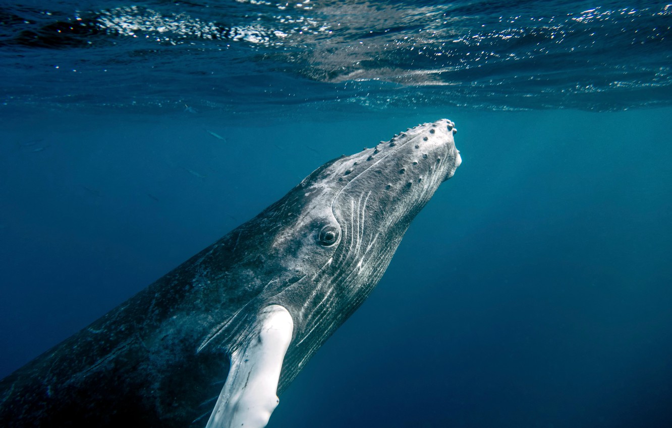 Humpback Whale Wallpapers