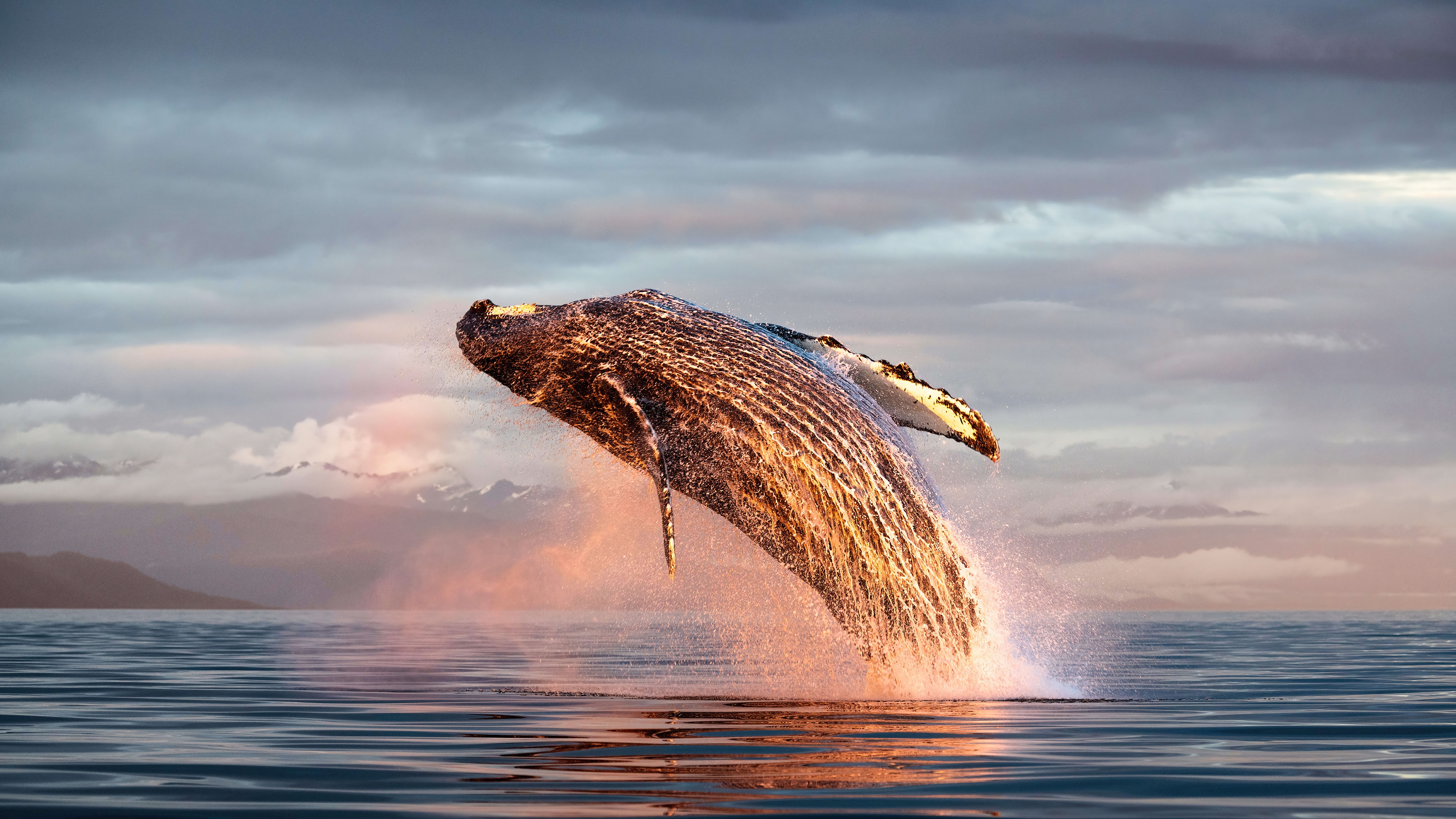 Humpback Whale Wallpapers