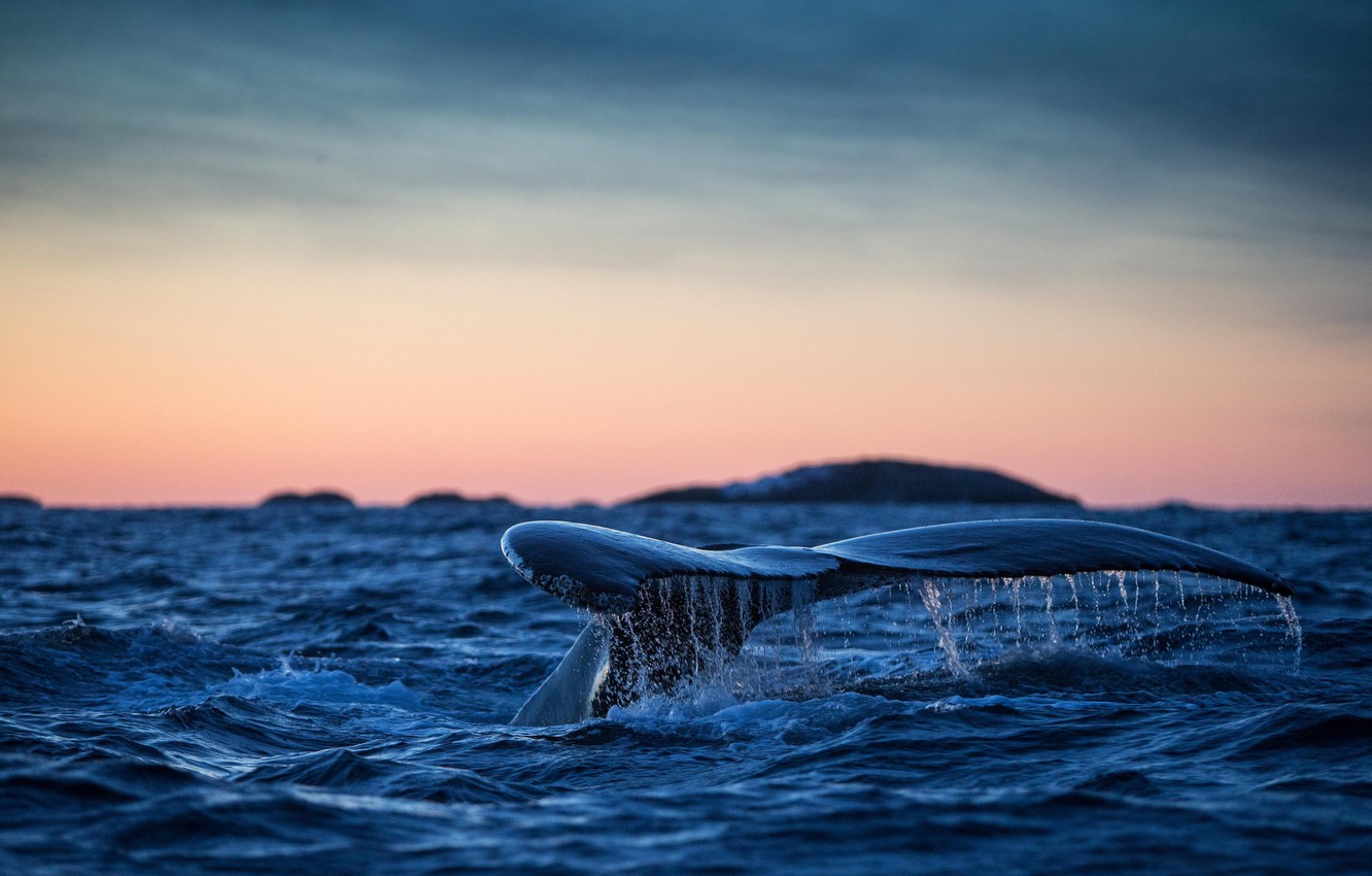 Humpback Whale Wallpapers