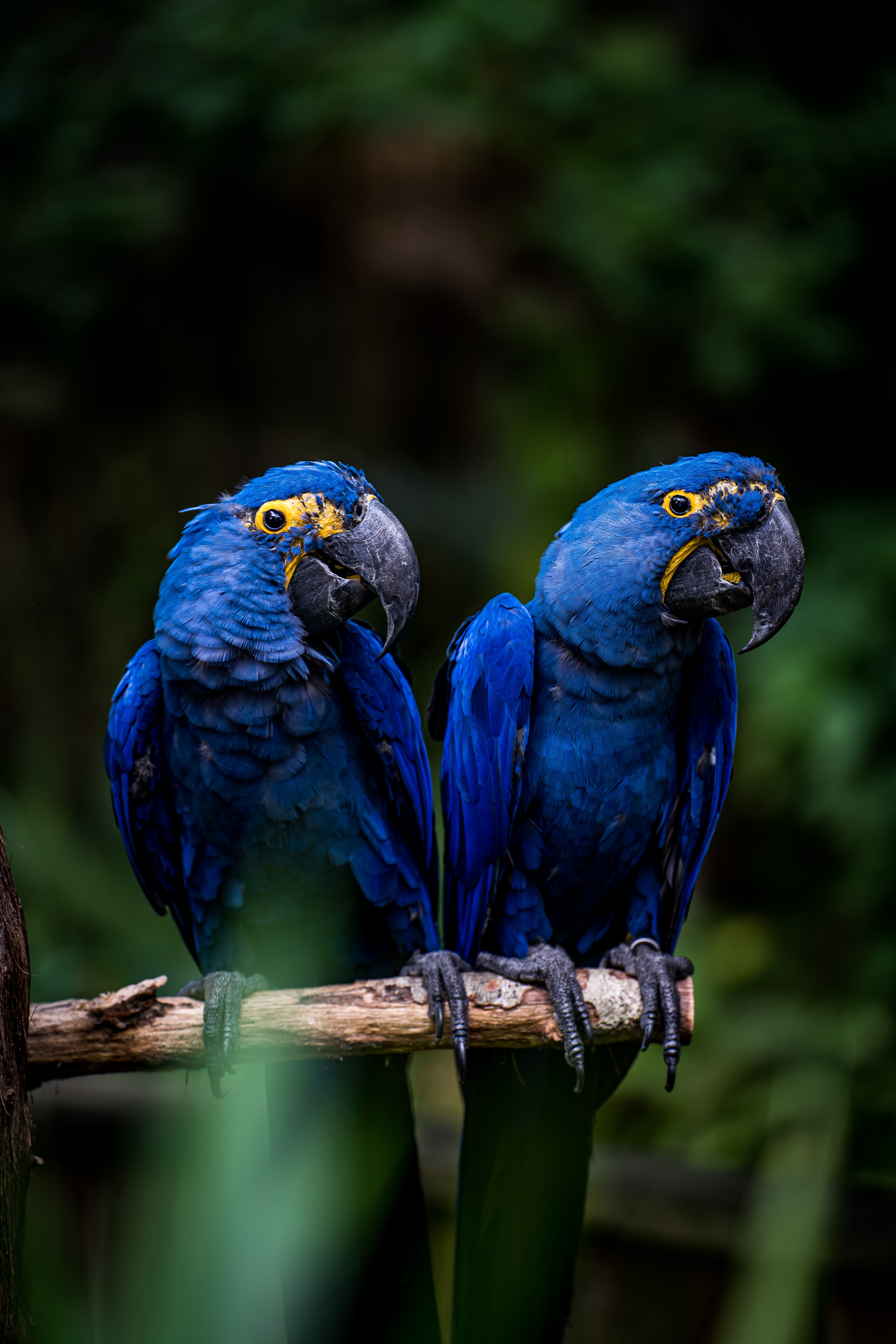 Hyacinth Macaw Wallpapers