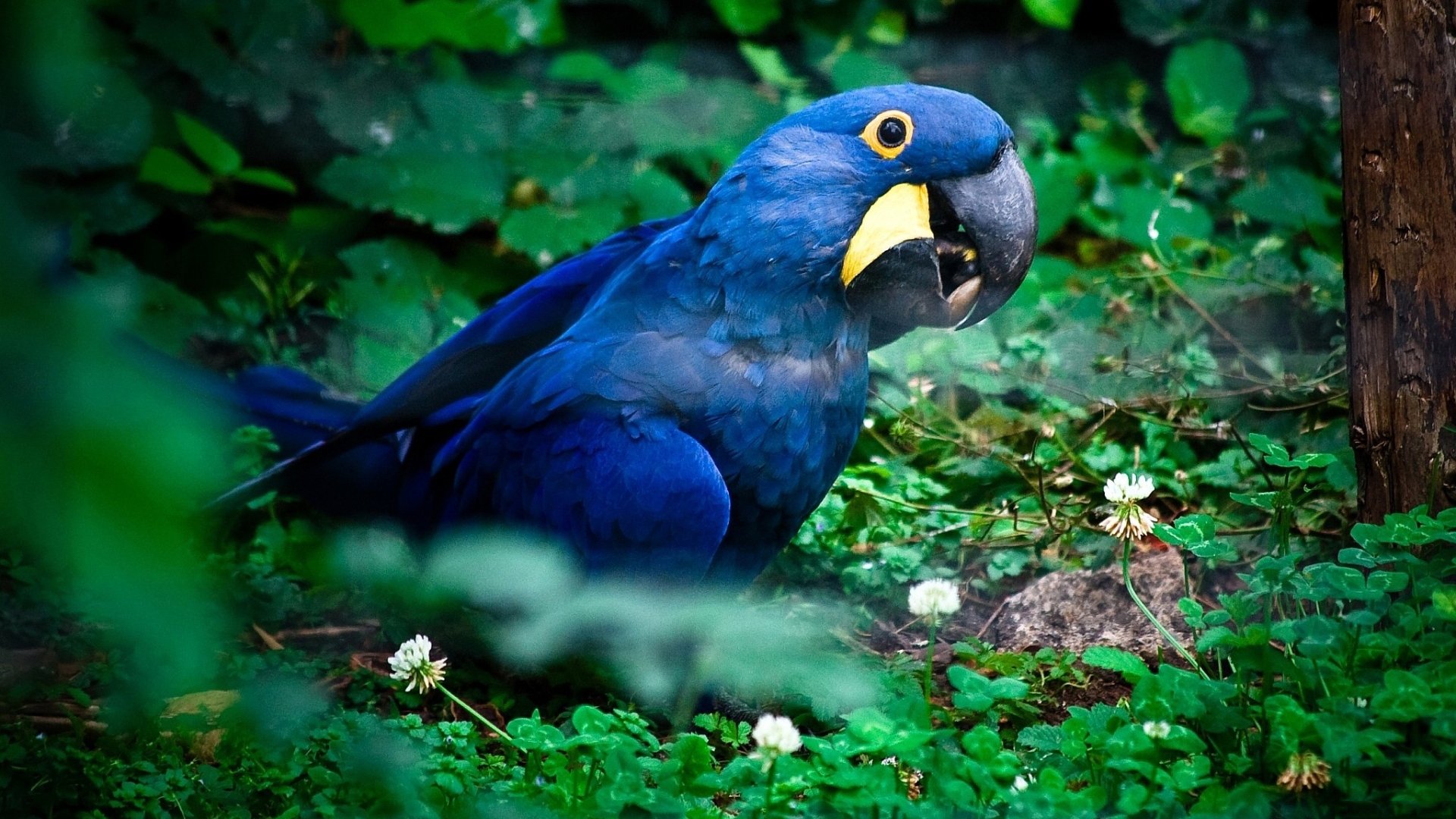 Hyacinth Macaw Wallpapers