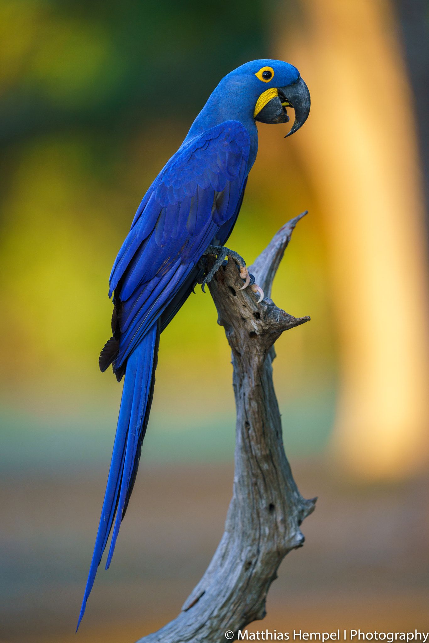 Hyacinth Macaw Wallpapers