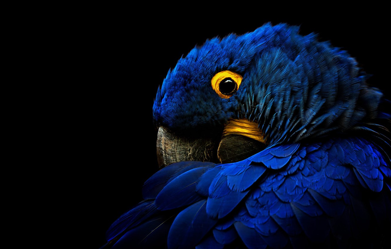 Hyacinth Macaw Wallpapers