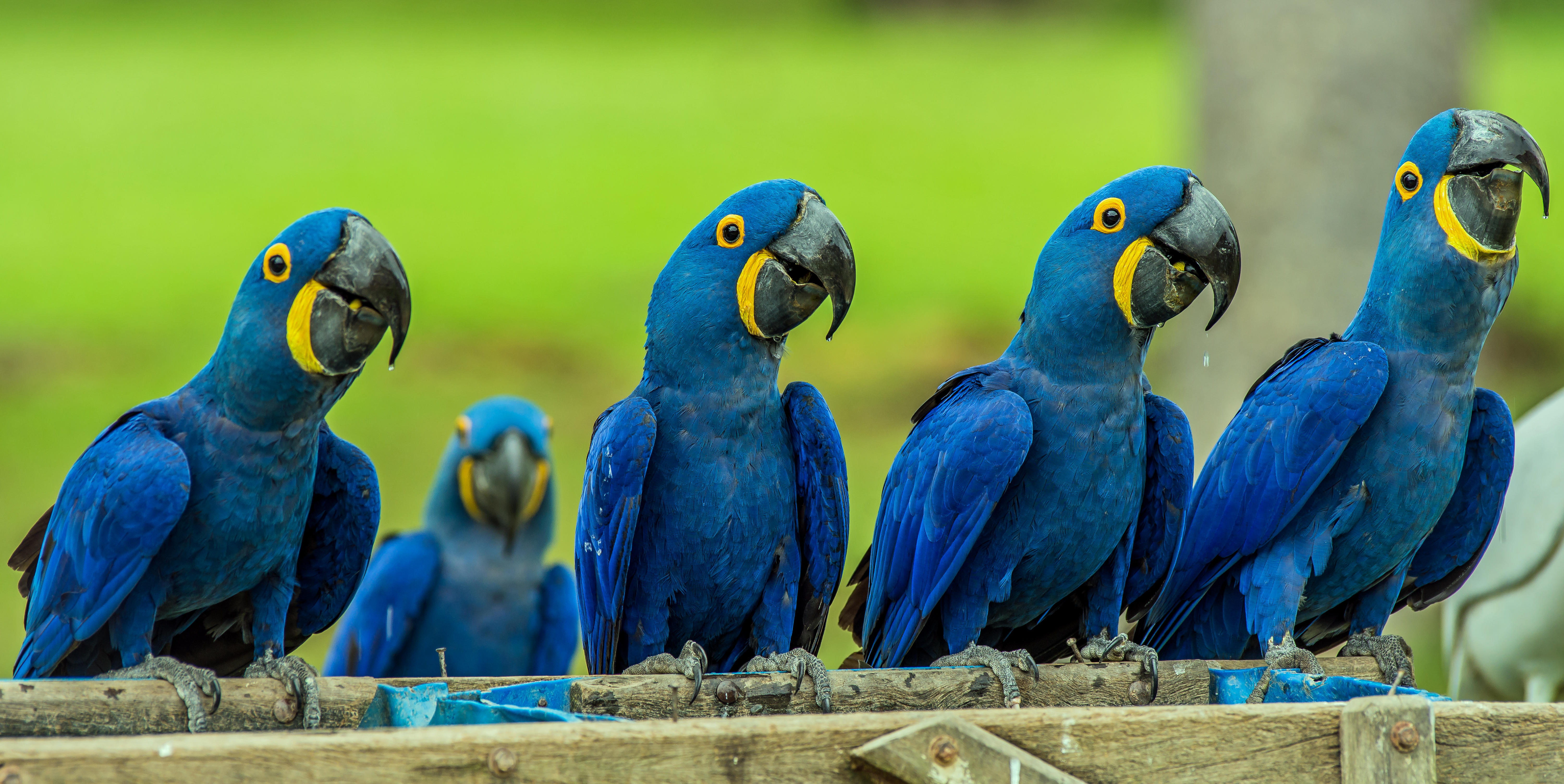 Hyacinth Macaw Wallpapers