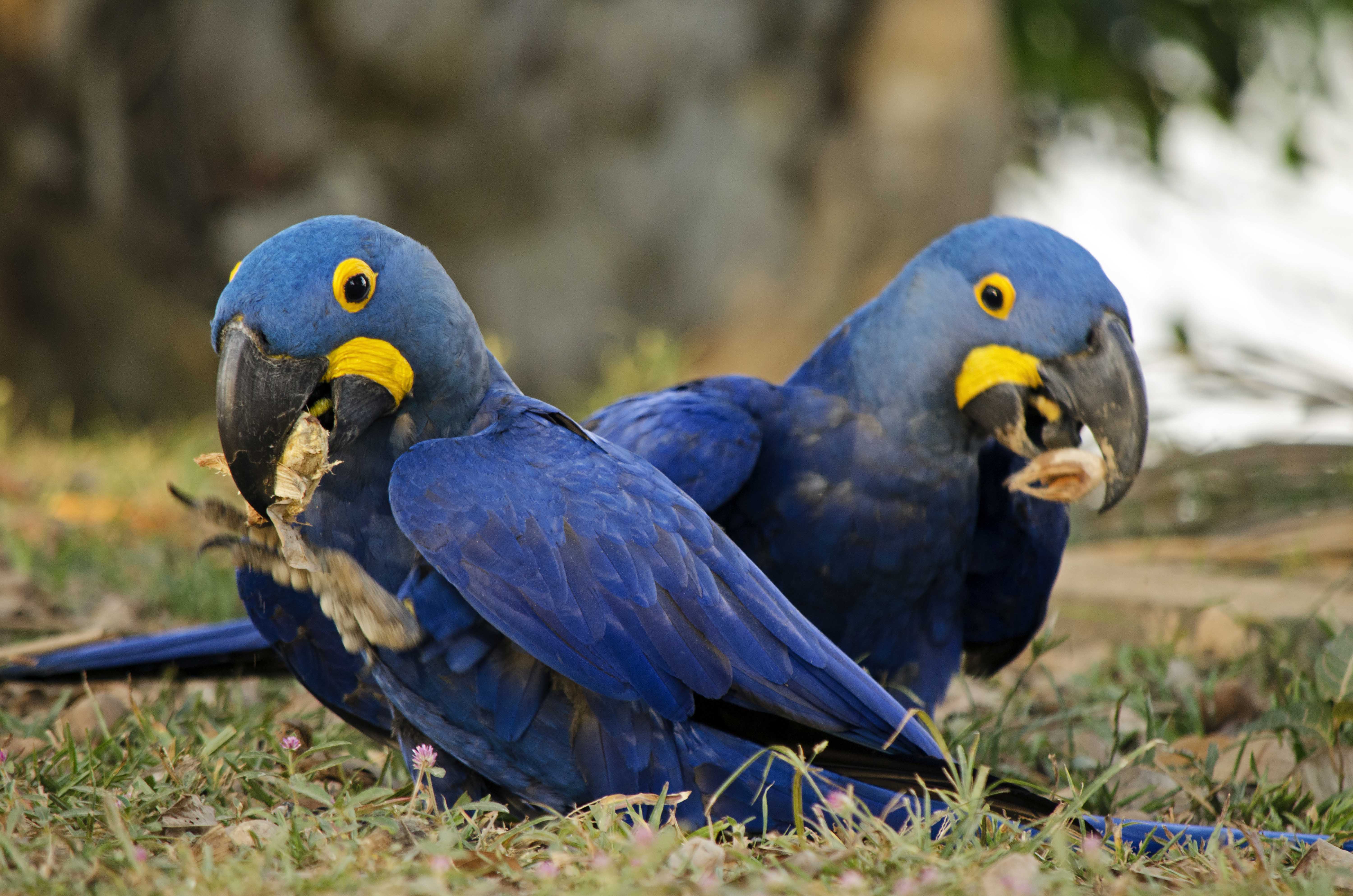 Hyacinth Macaw Wallpapers