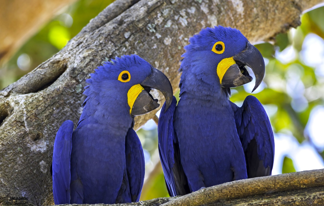 Hyacinth Macaw Wallpapers