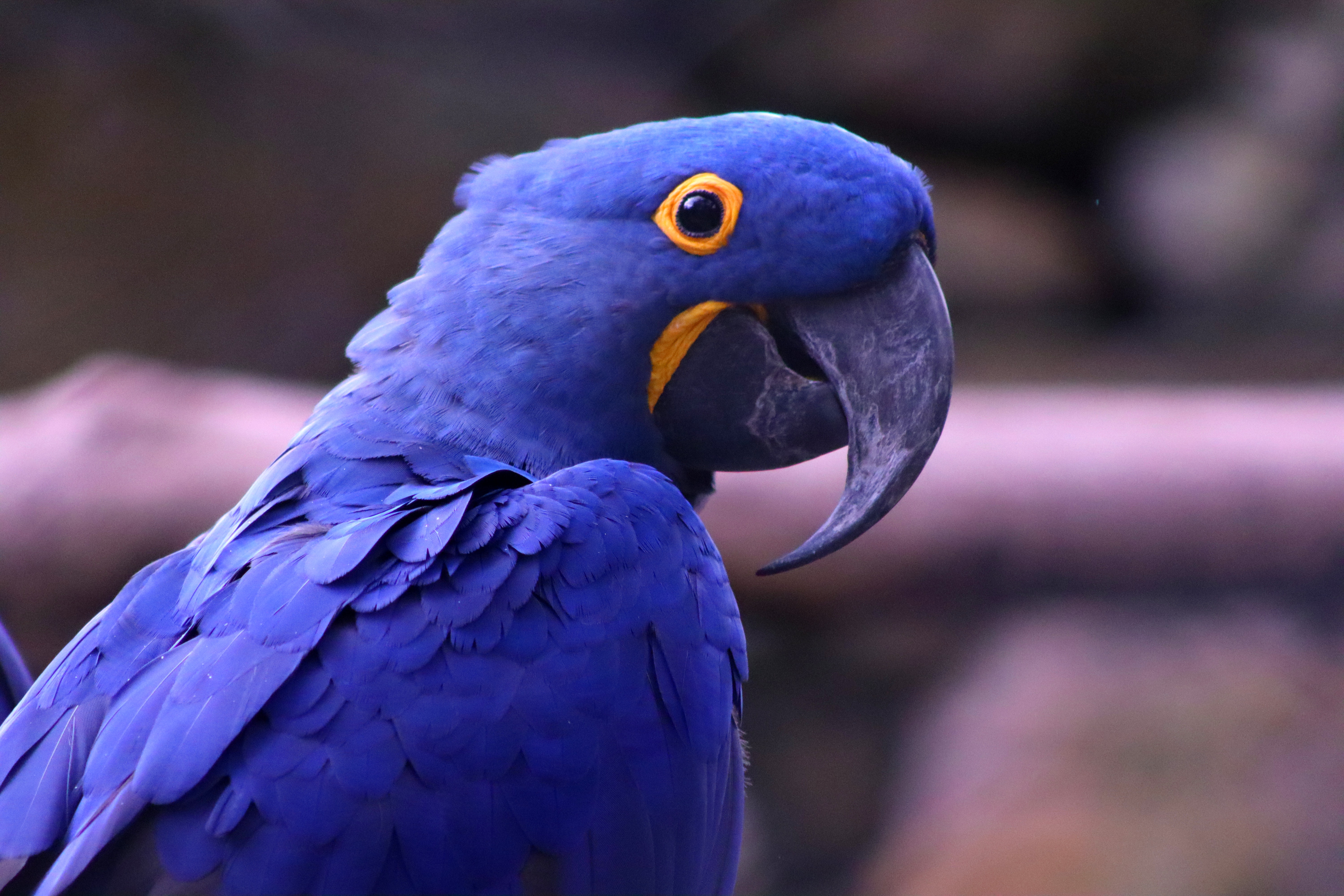 Hyacinth Macaw Wallpapers