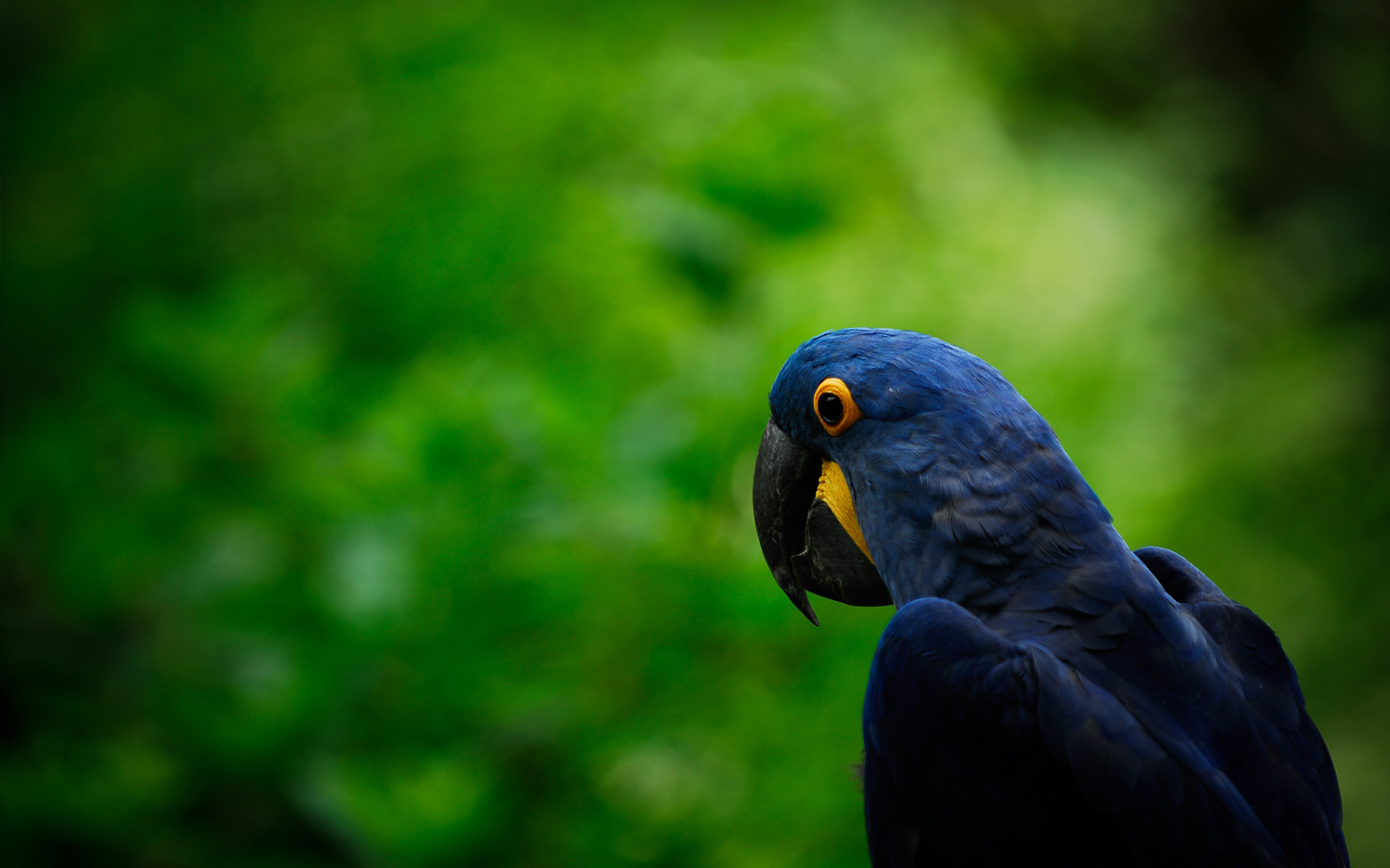 Hyacinth Macaw Wallpapers