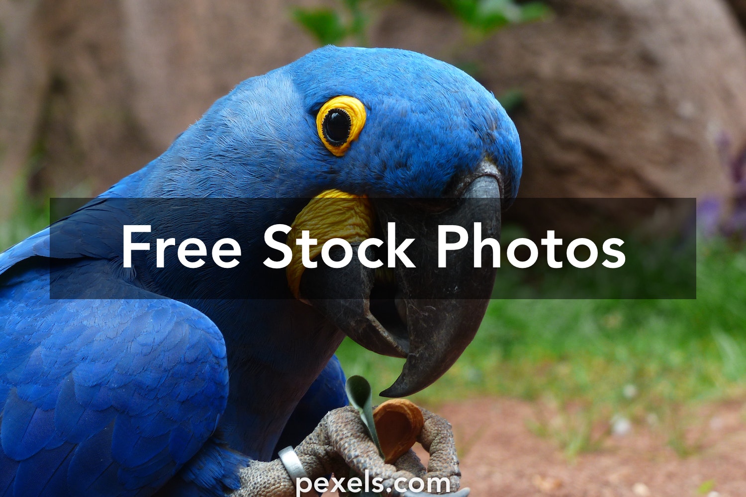 Hyacinth Macaw Wallpapers