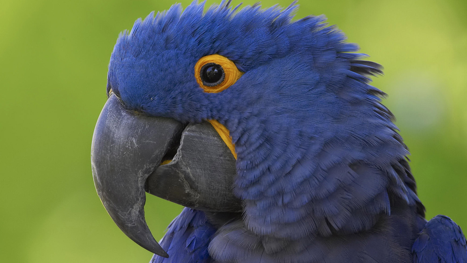 Hyacinth Macaw Wallpapers