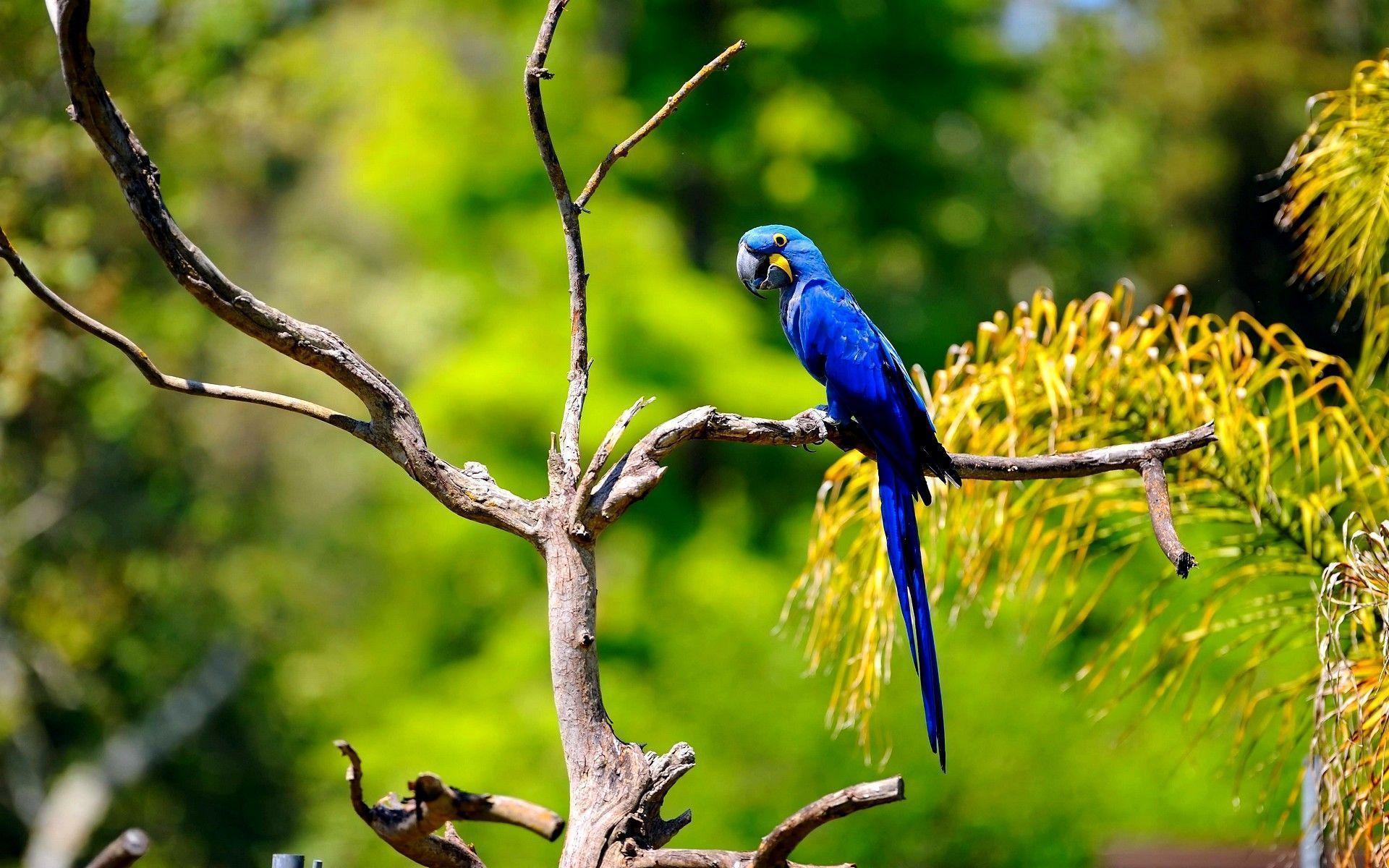 Hyacinth Macaw Wallpapers