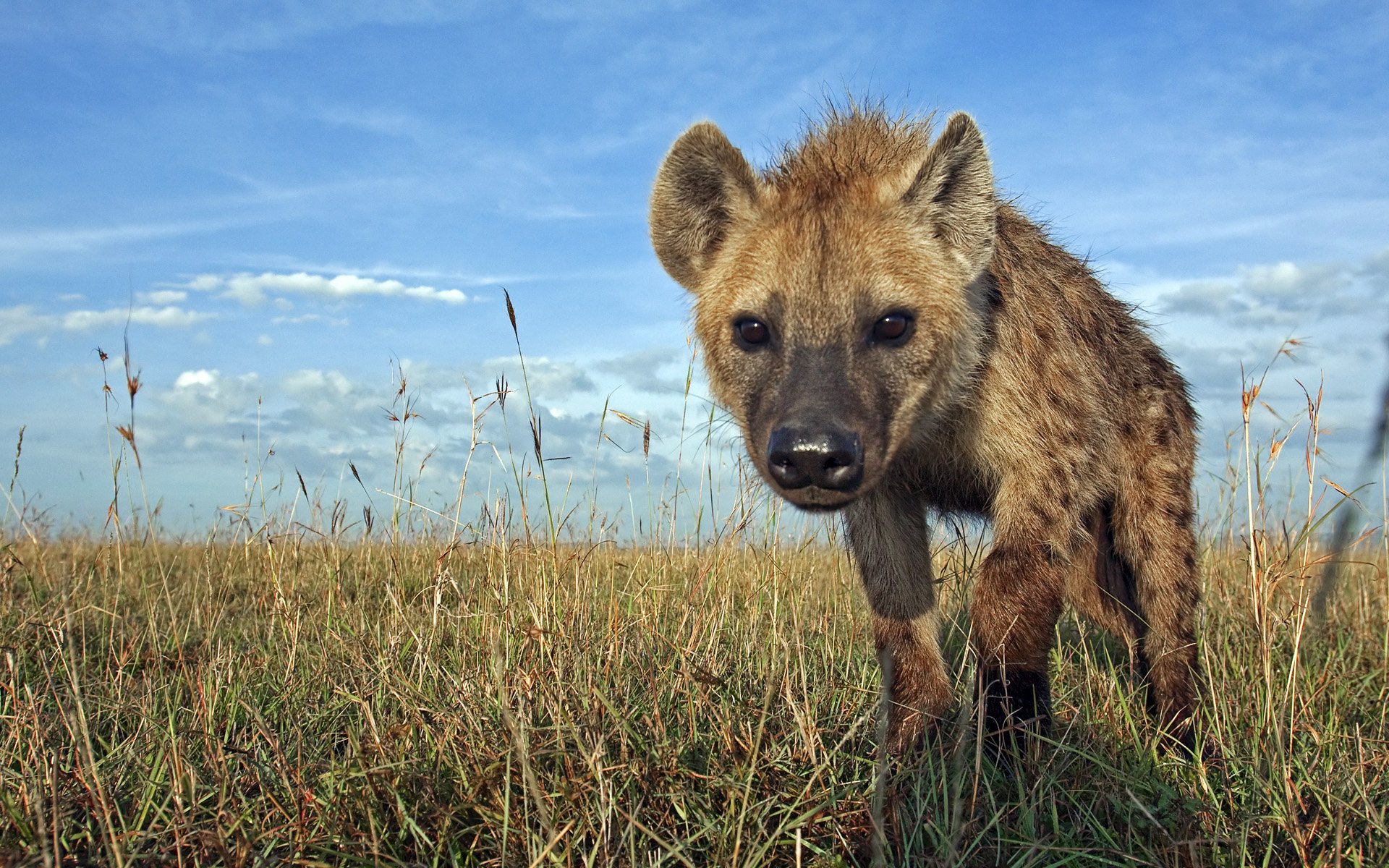 Hyena Wallpapers