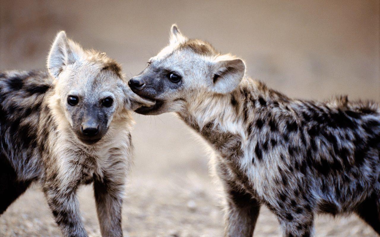 Hyena Wallpapers