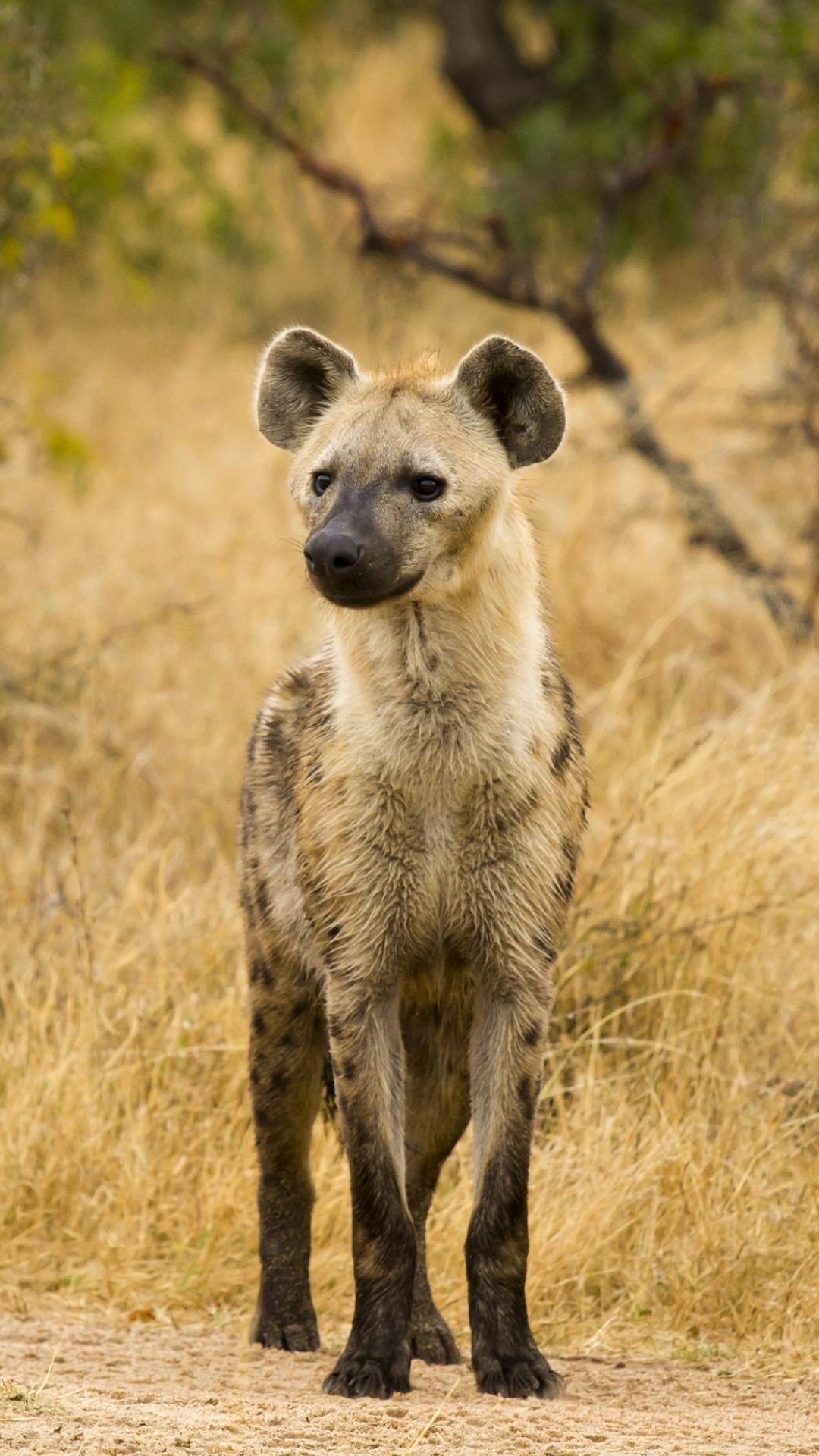 Hyena Wallpapers