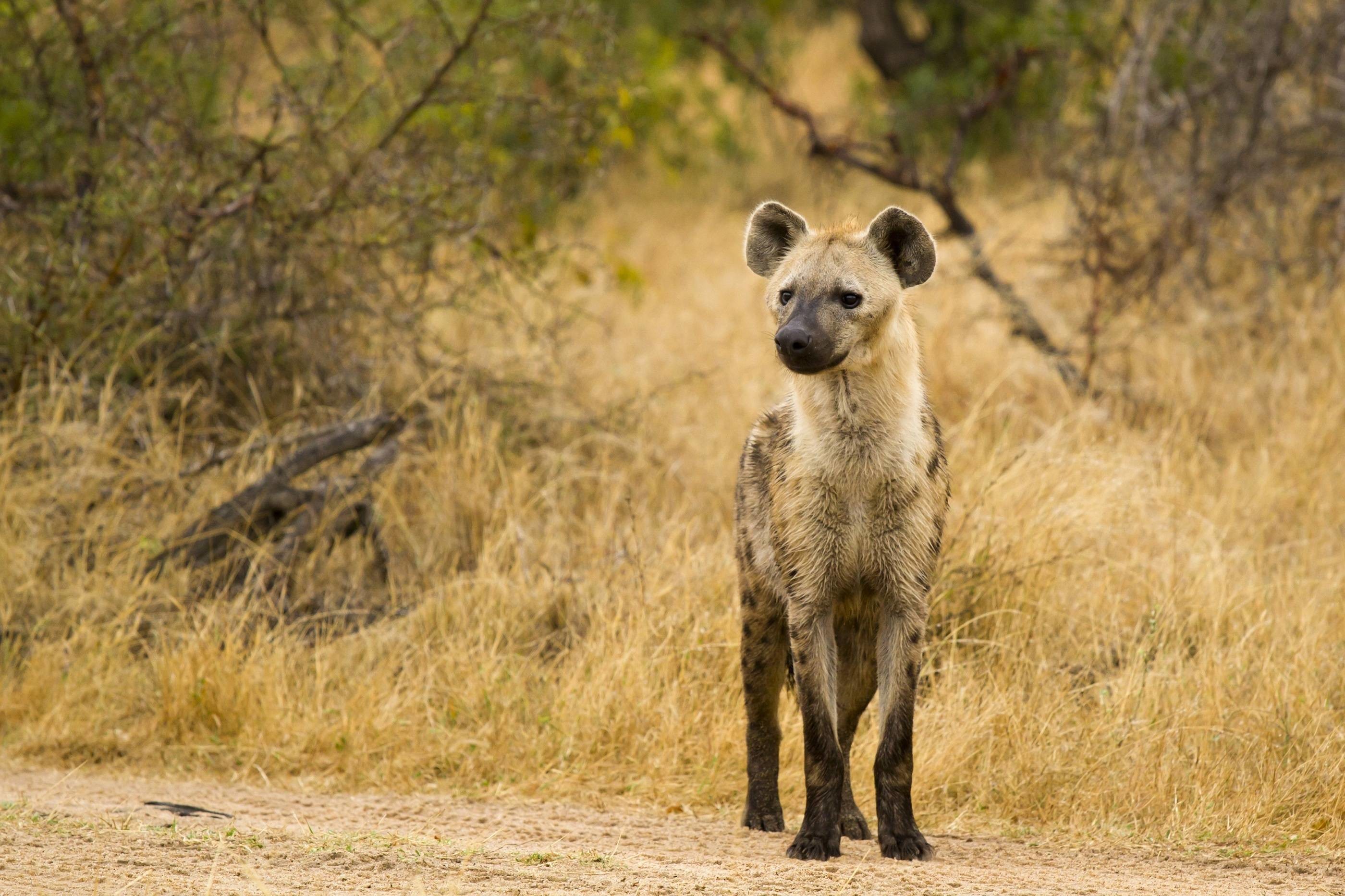 Hyena Wallpapers