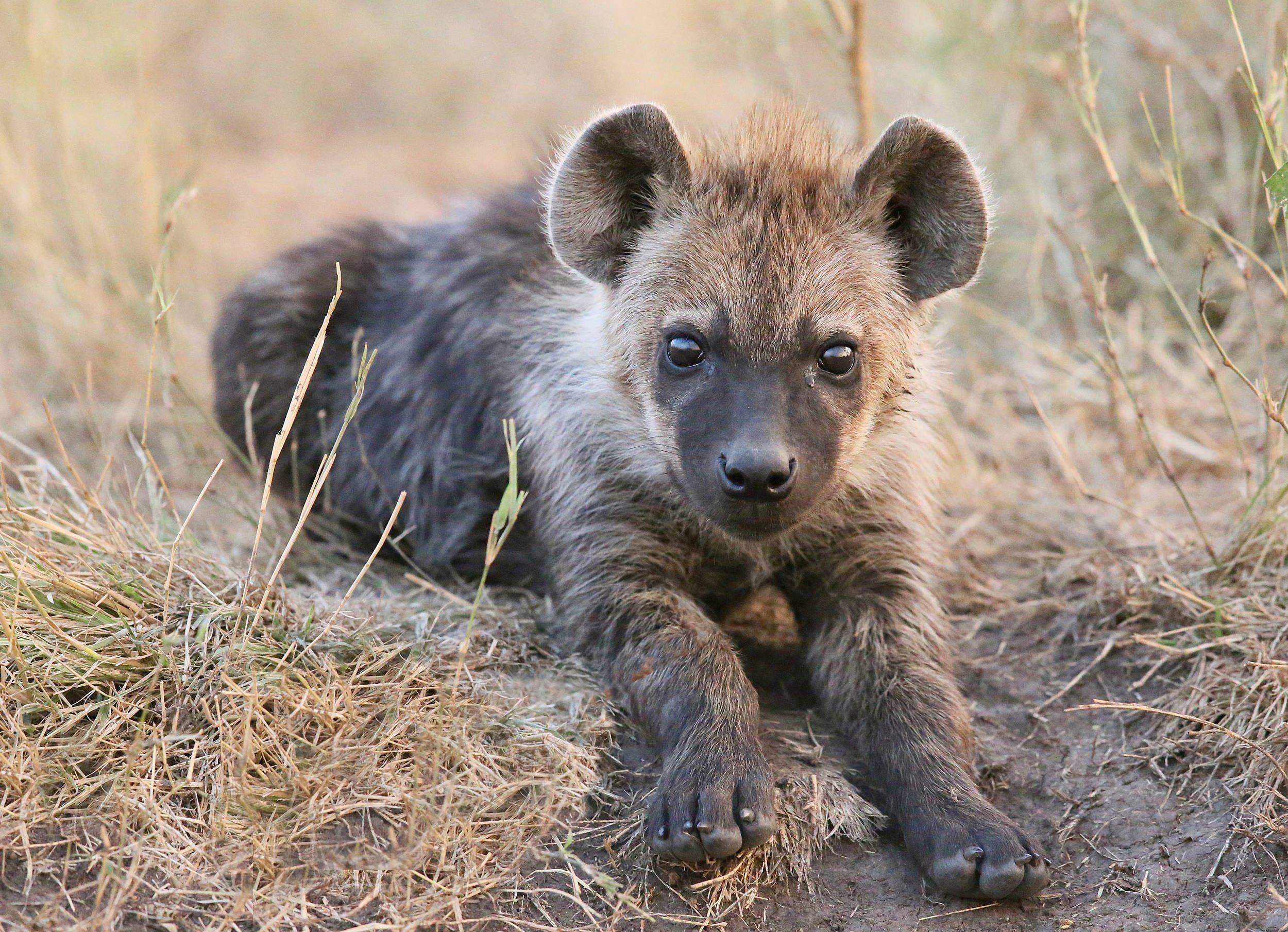 Hyena Wallpapers