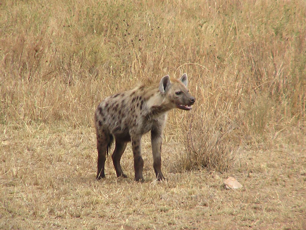 Hyena Wallpapers