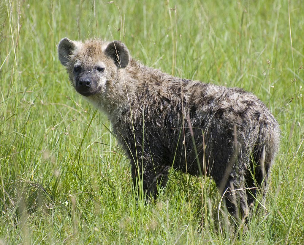 Hyena Wallpapers