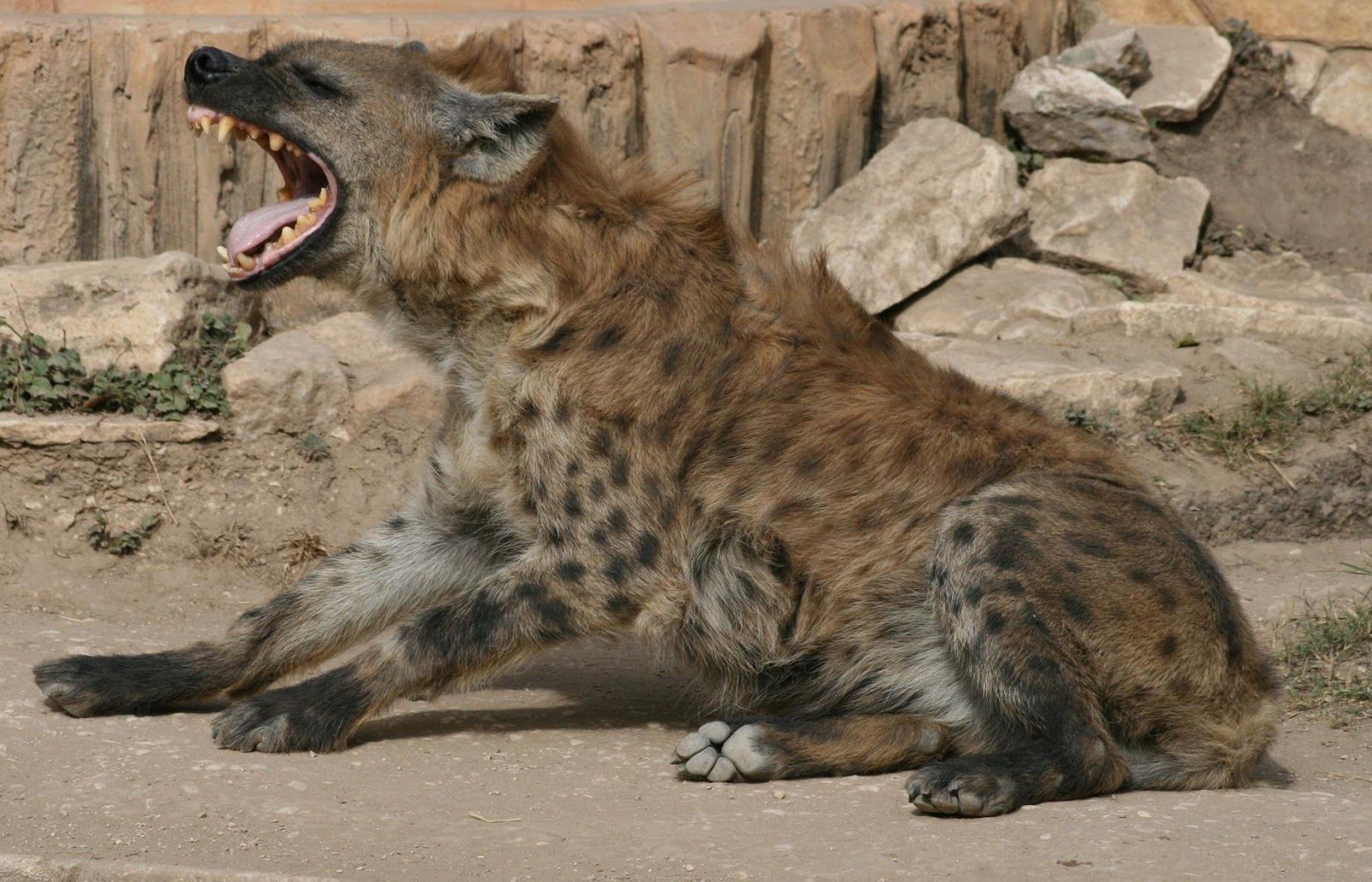 Hyena Wallpapers