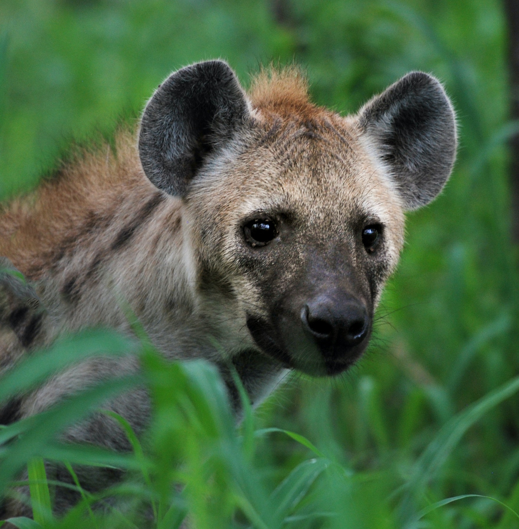 Hyena Wallpapers