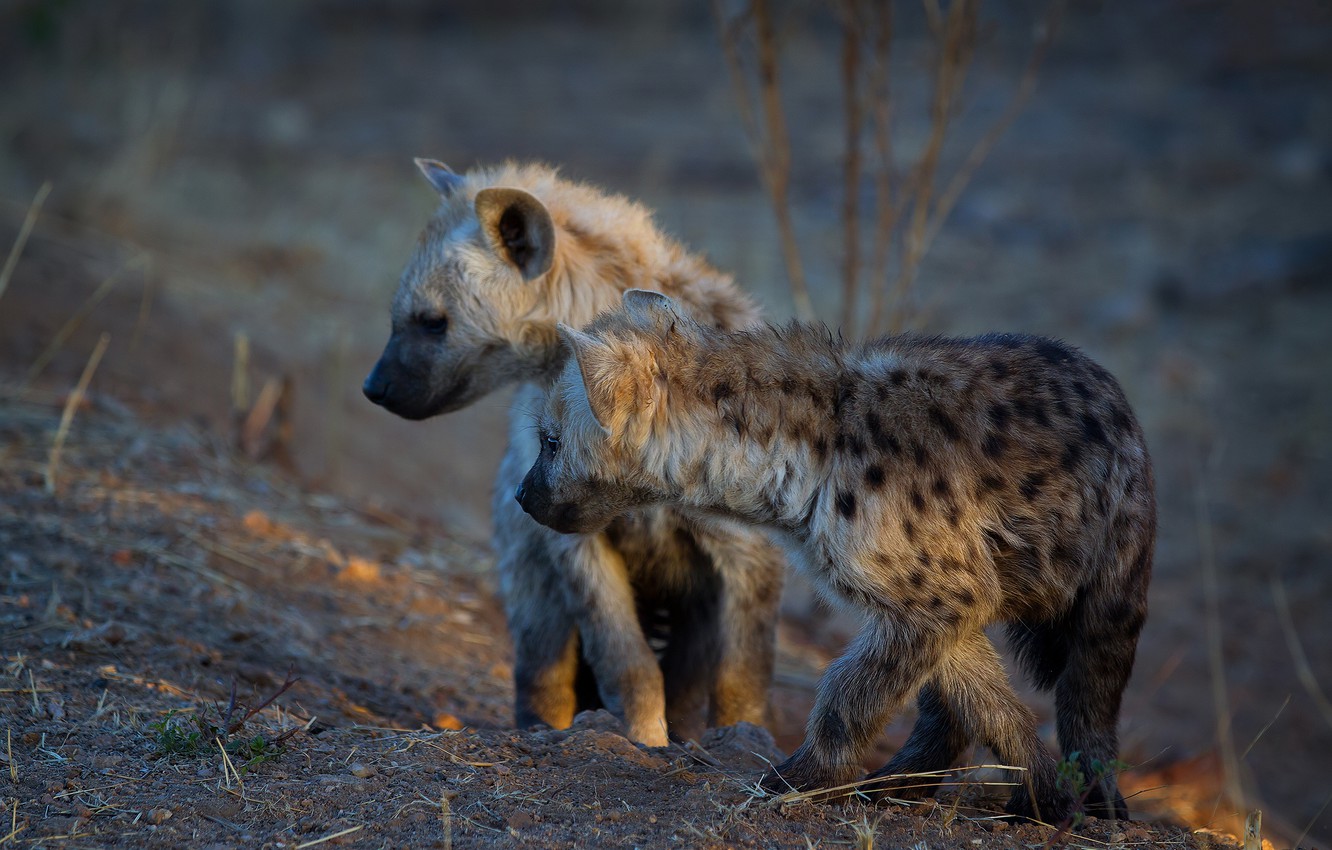 Hyena Wallpapers