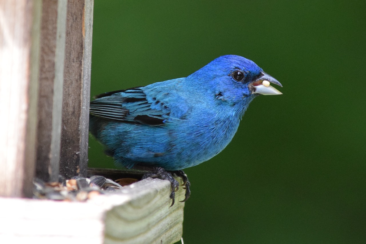 Indigo Bunting Wallpapers