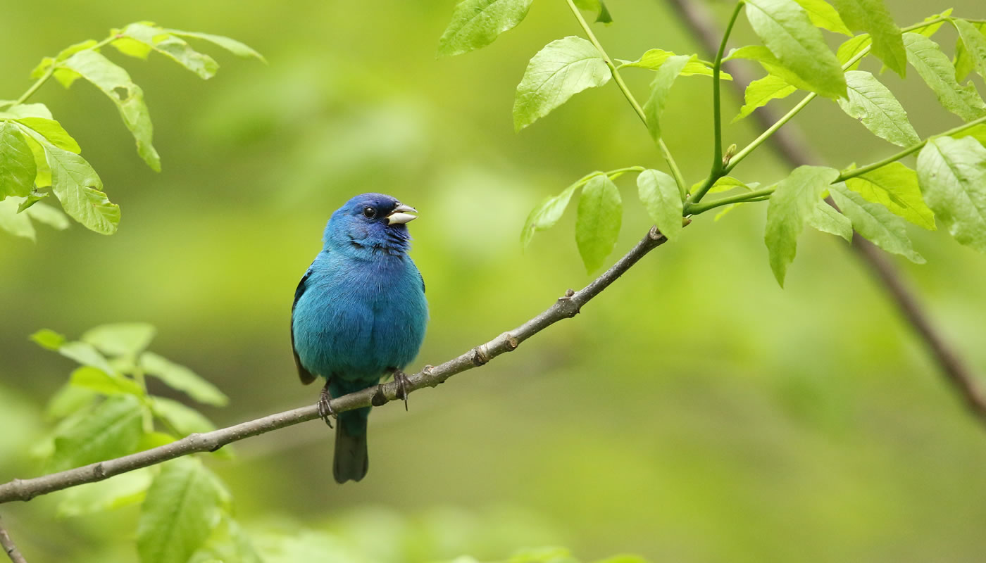 Indigo Bunting Wallpapers