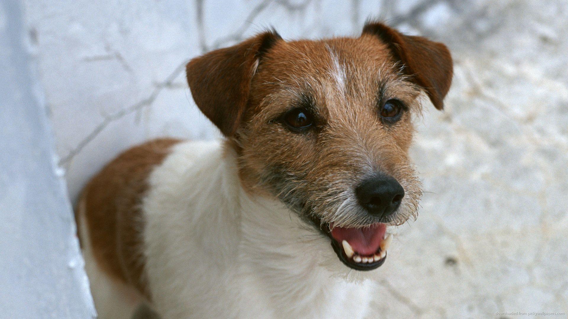 Jack Russell Terrier Wallpapers