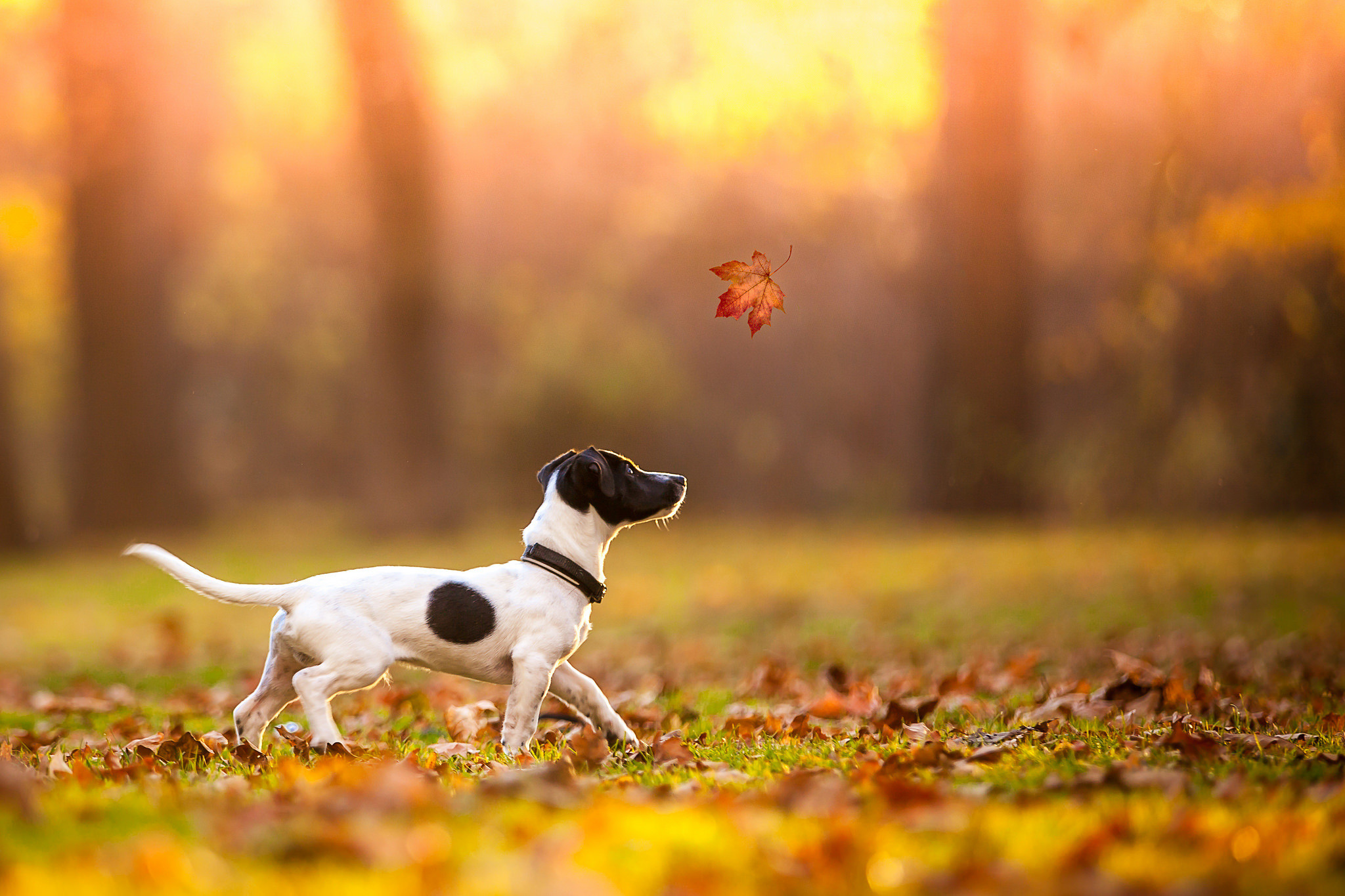 Jack Russell Terrier Wallpapers