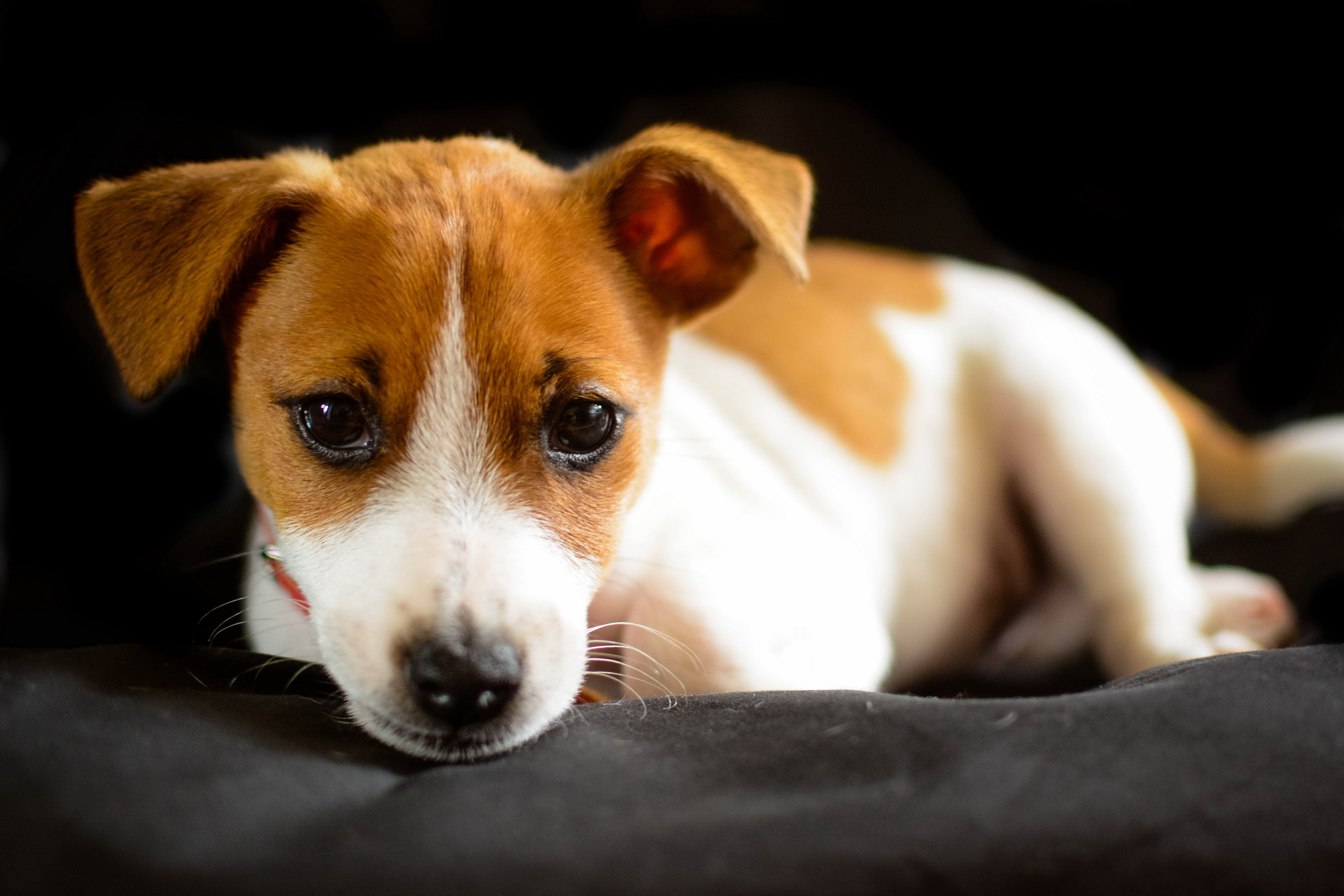 Jack Russell Terrier Wallpapers