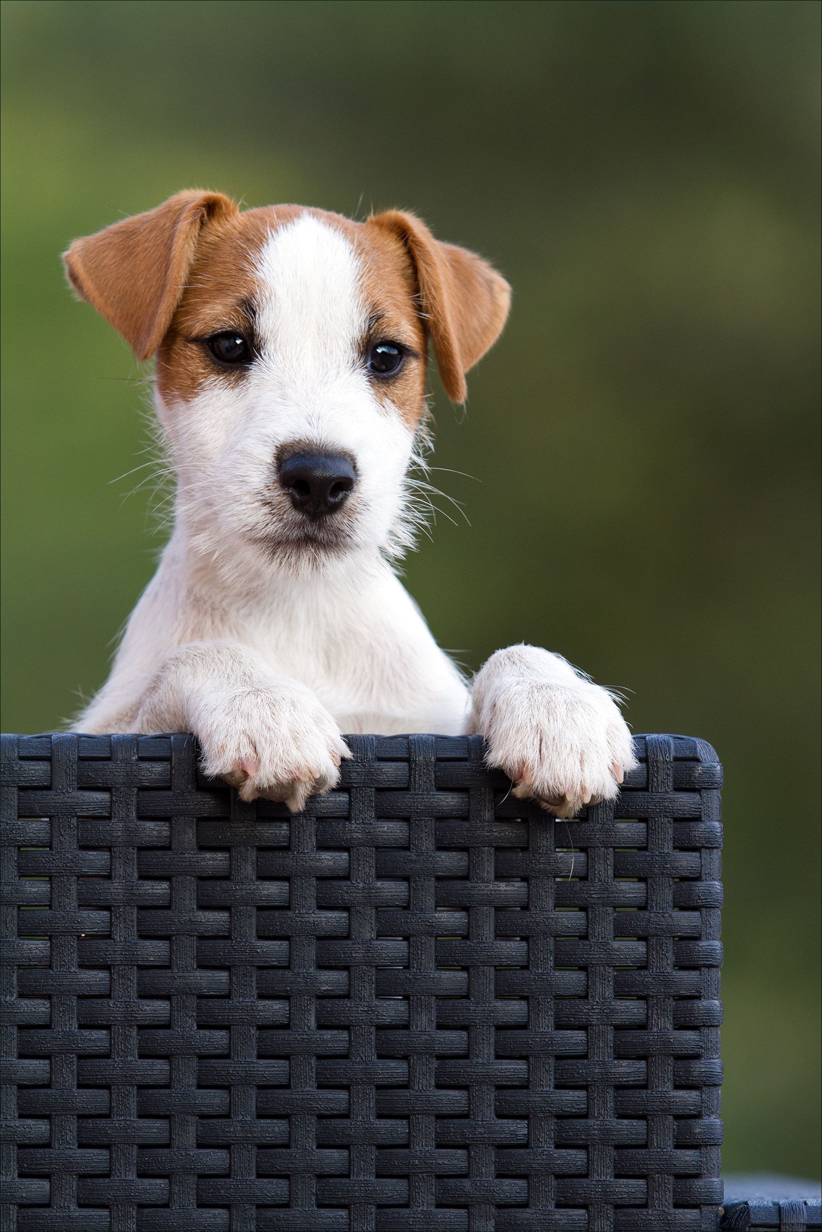 Jack Russell Terrier Wallpapers