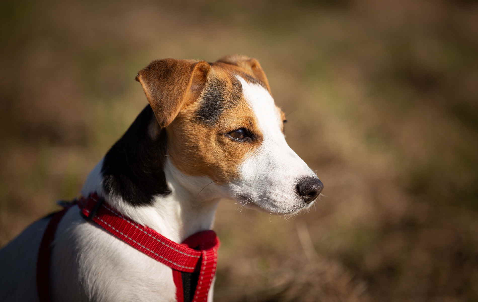 Jack Russell Terrier Wallpapers