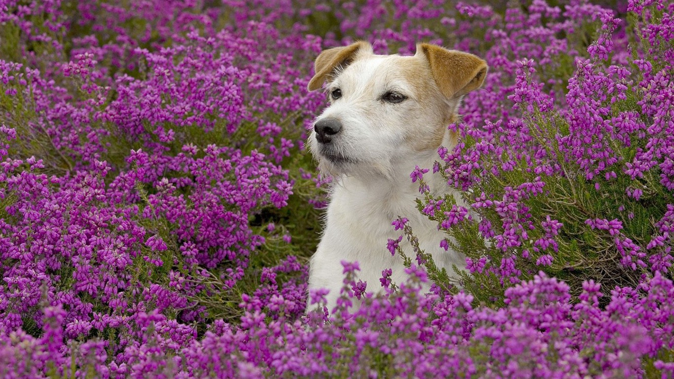 Jack Russell Terrier Wallpapers