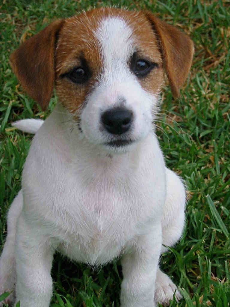 Jack Russell Terrier Wallpapers