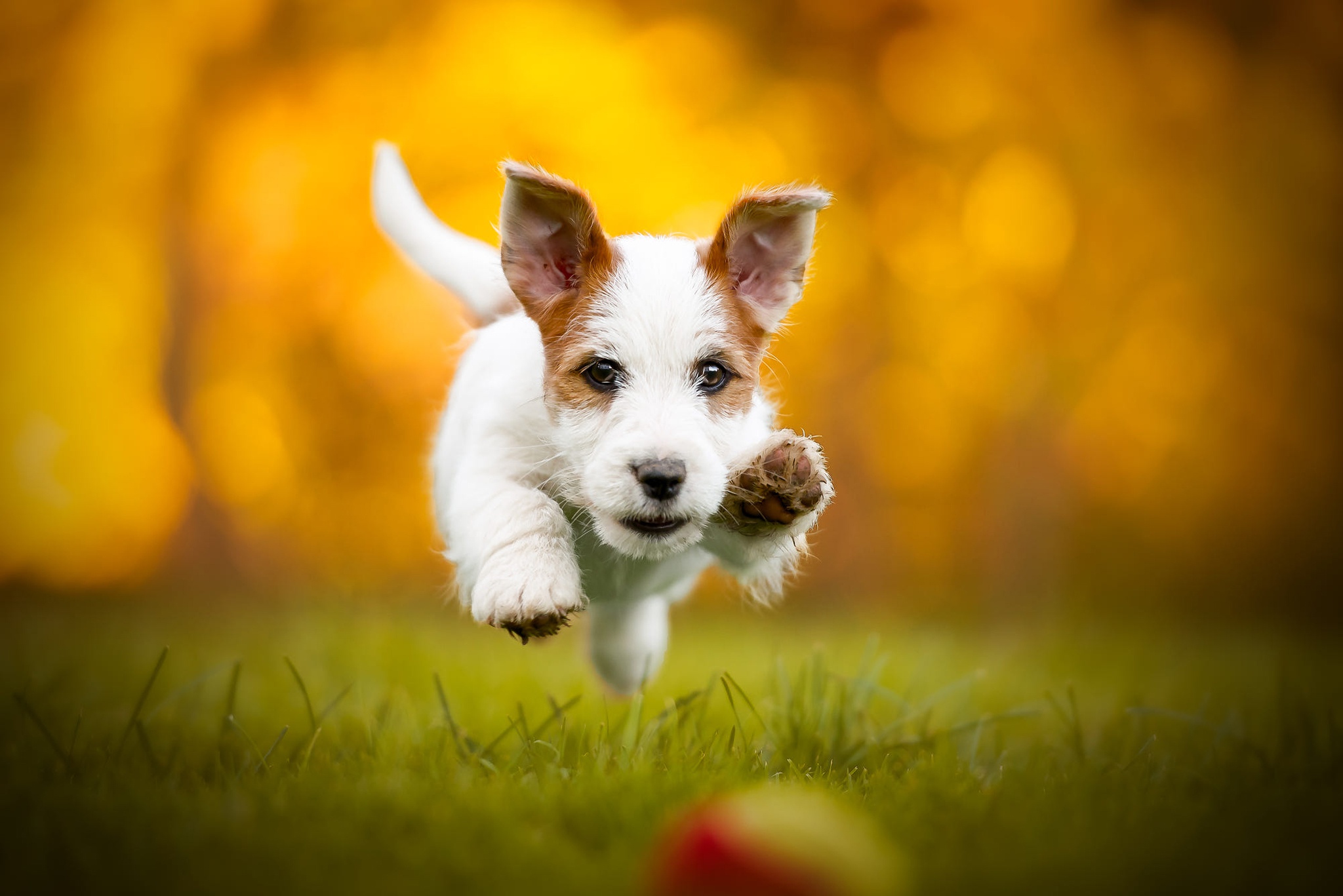 Jack Russell Terrier Wallpapers