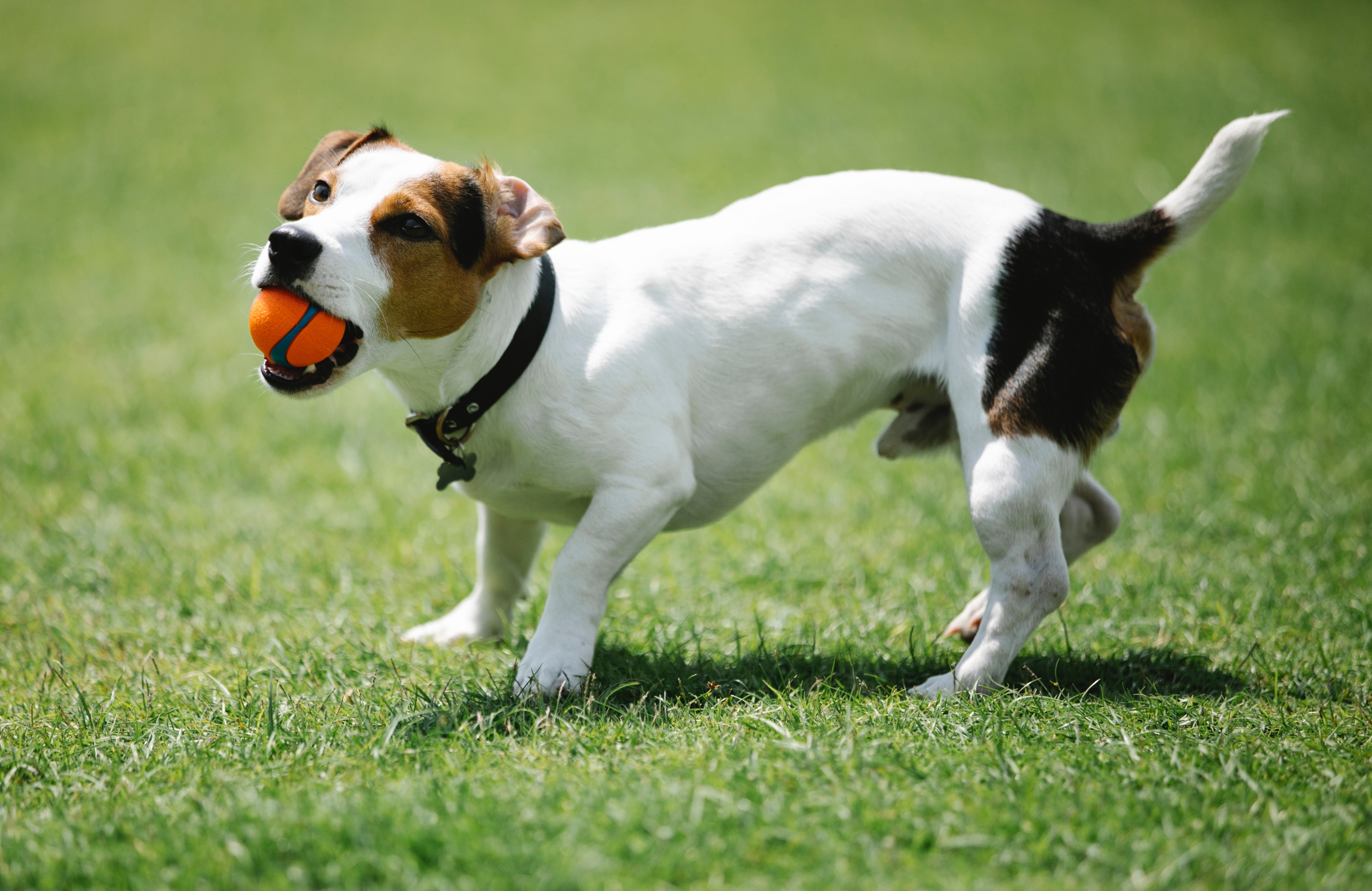 Jack Russell Terrier Wallpapers