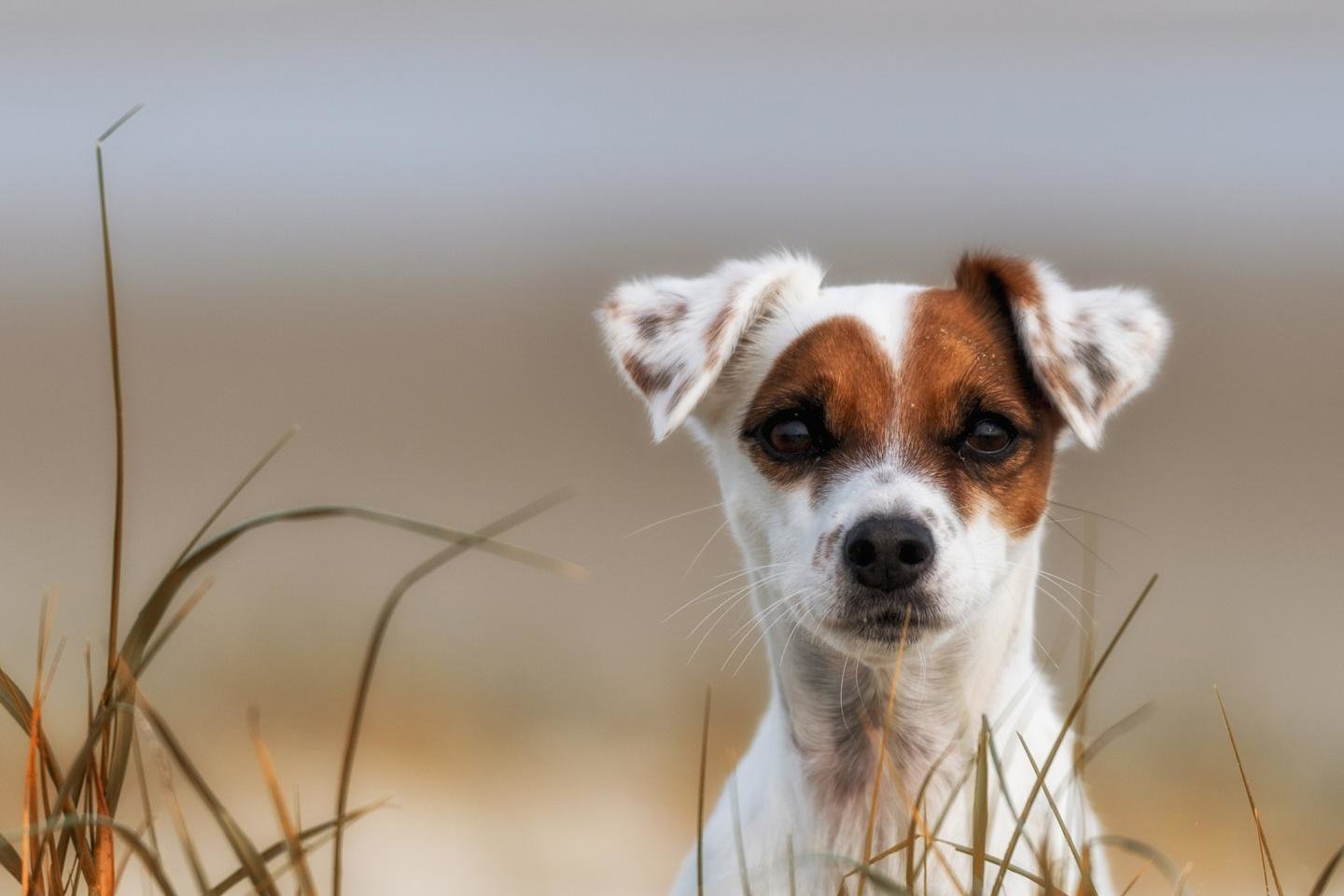 Jack Russell Terrier Wallpapers