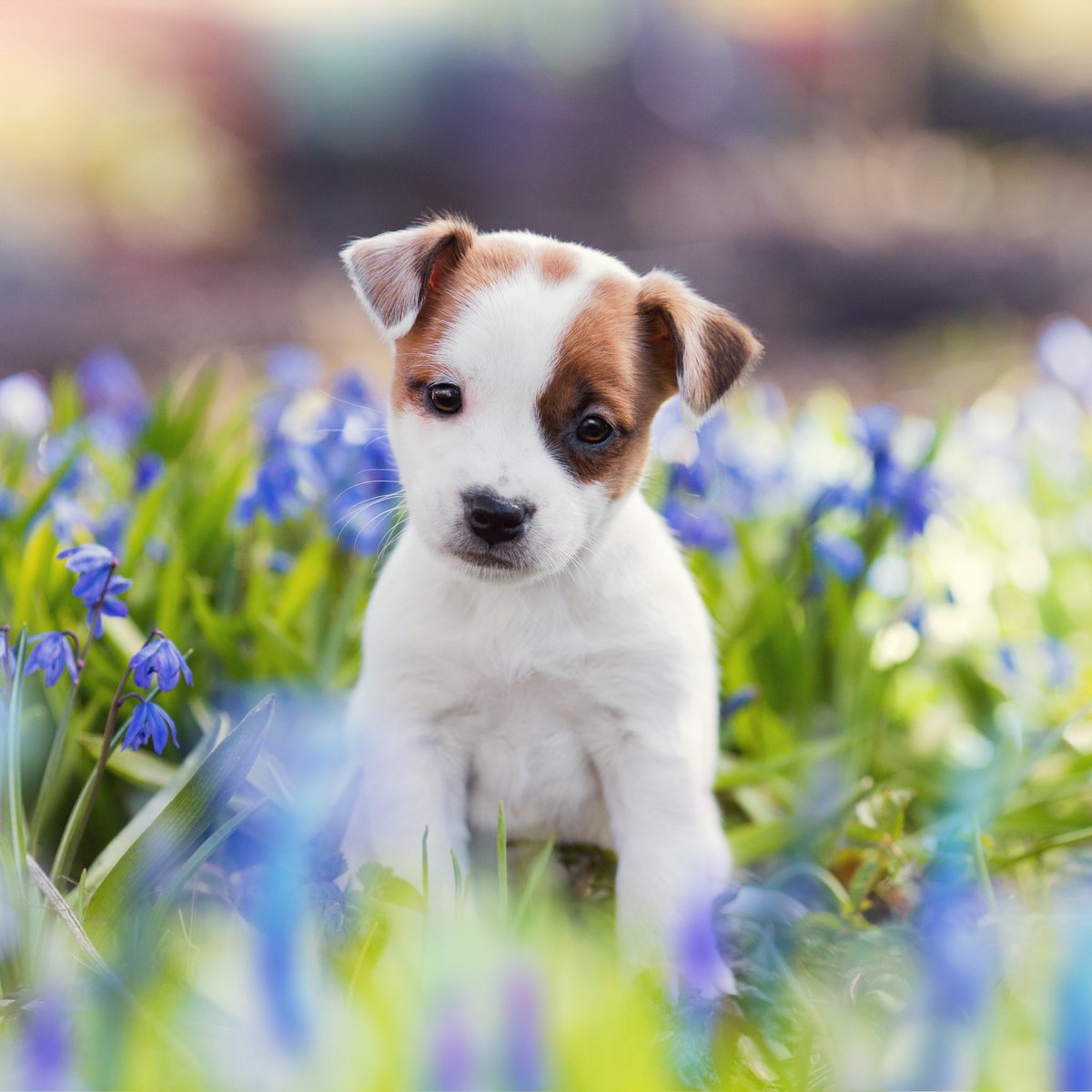 Jack Russell Terrier Wallpapers