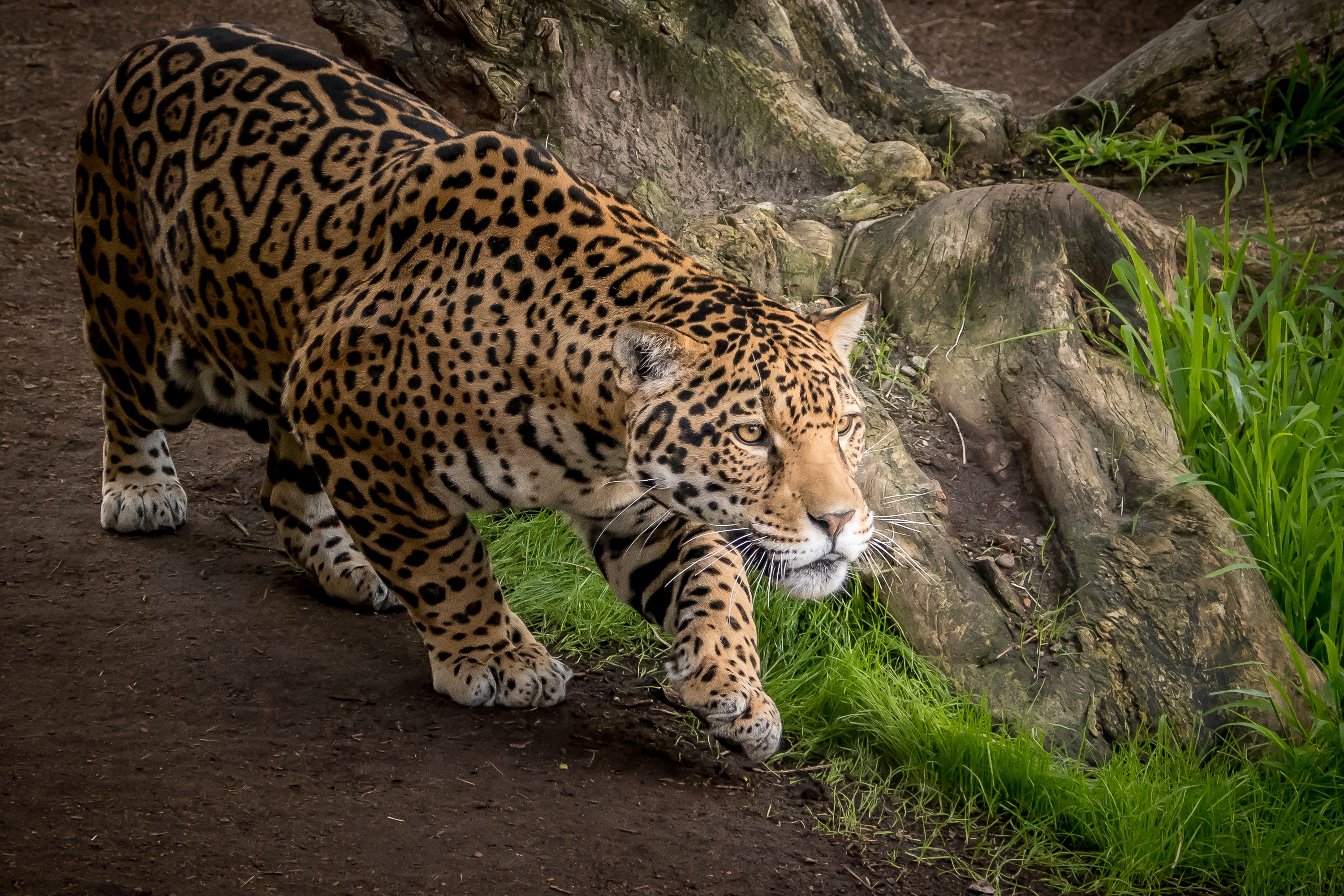 Jaguar Wallpapers