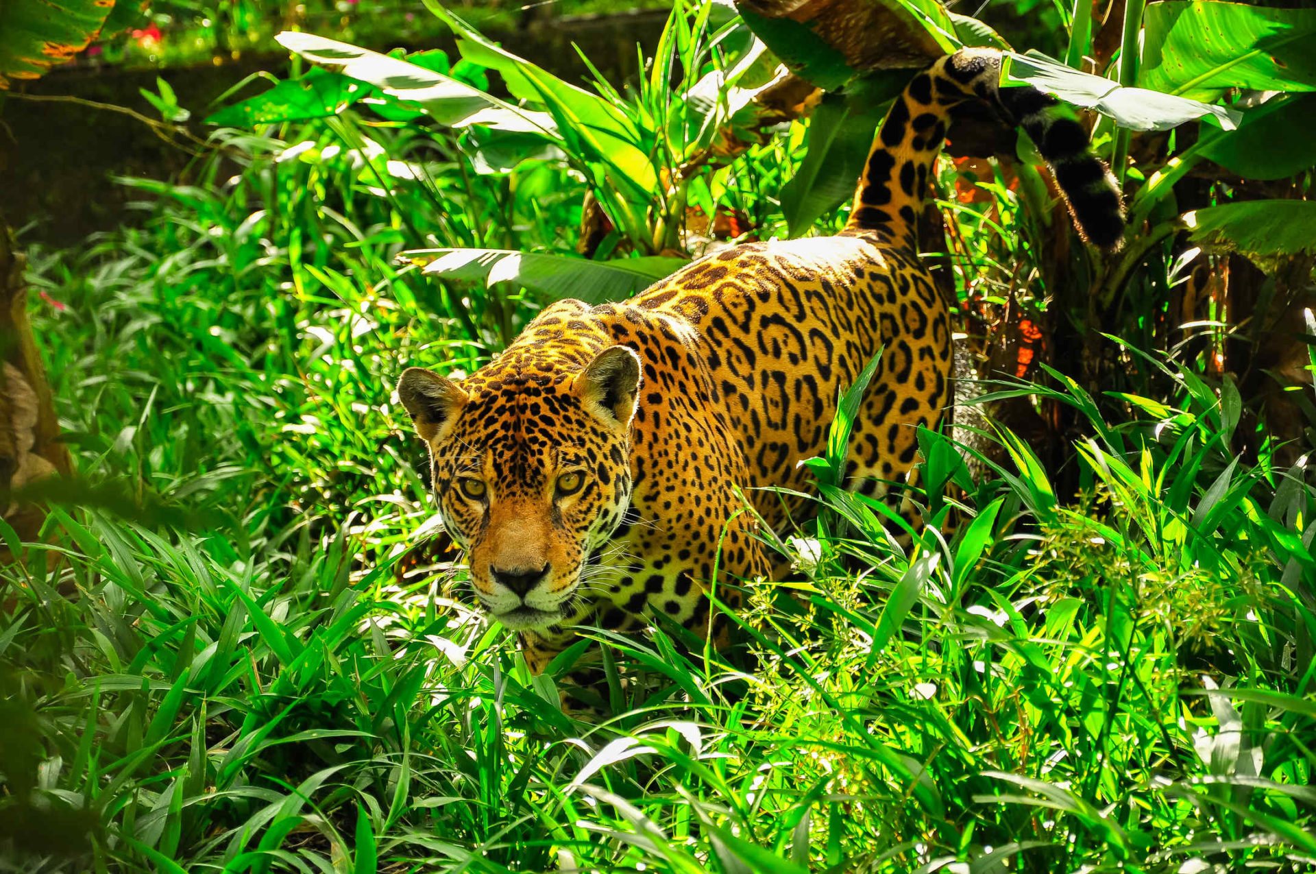 Jaguar Wallpapers