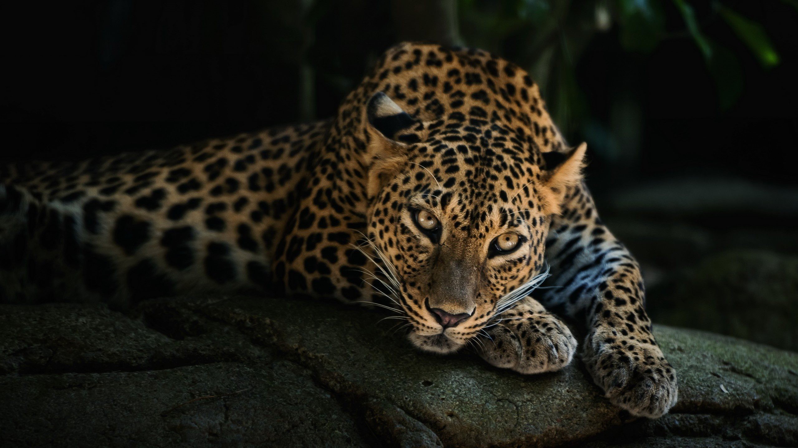 Jaguar Wallpapers