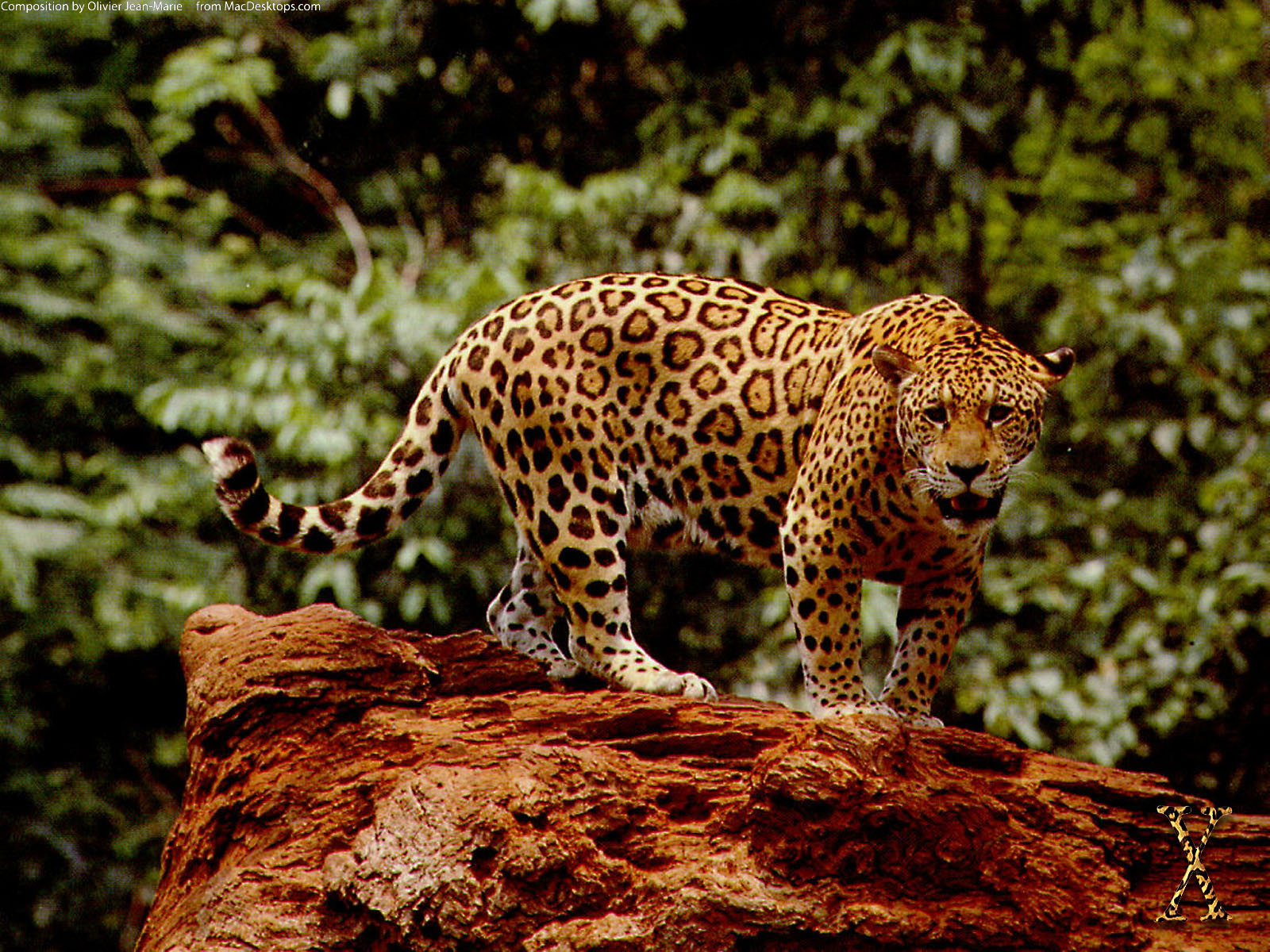 Jaguar Wallpapers