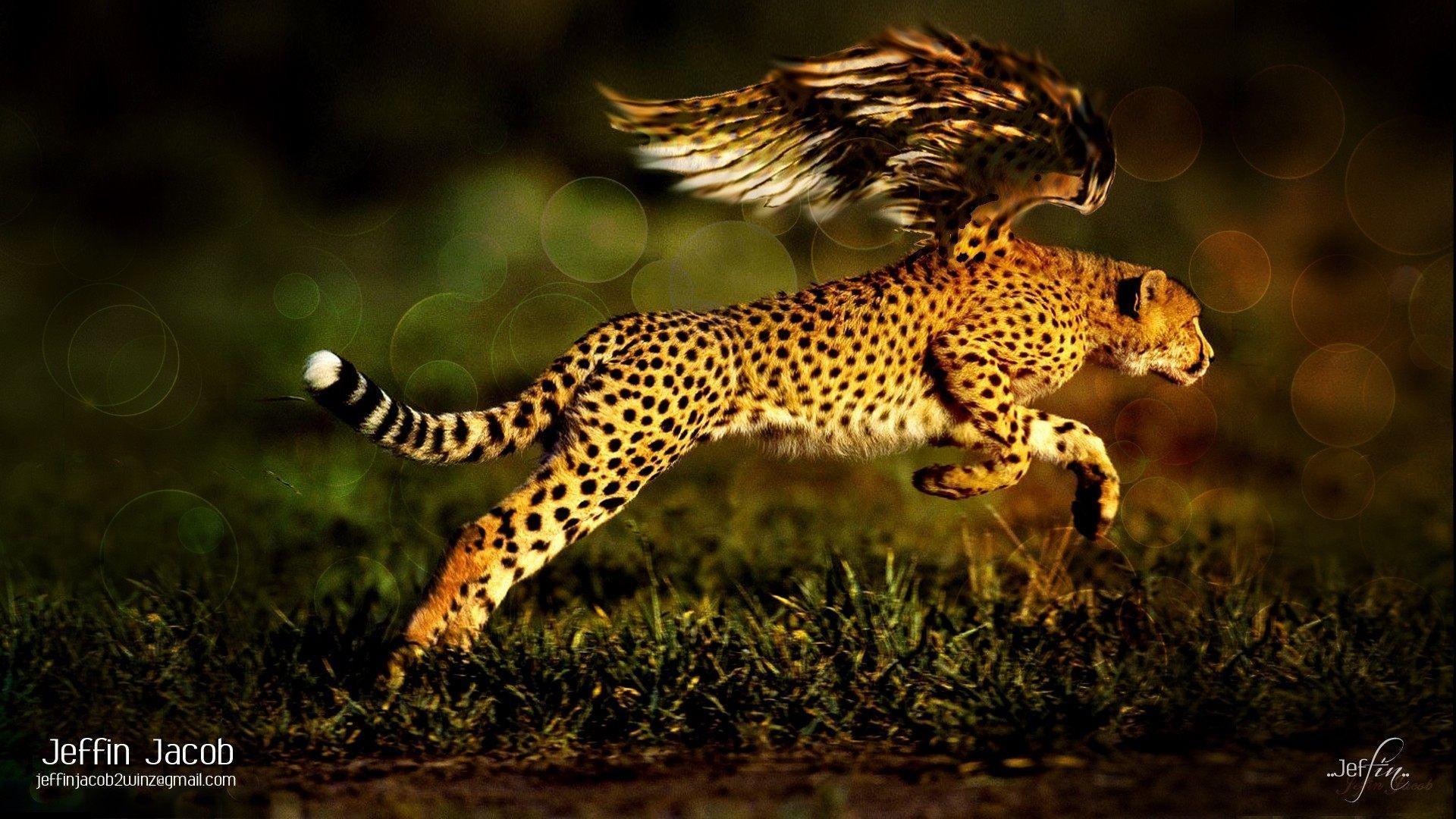 Jaguar Wallpapers