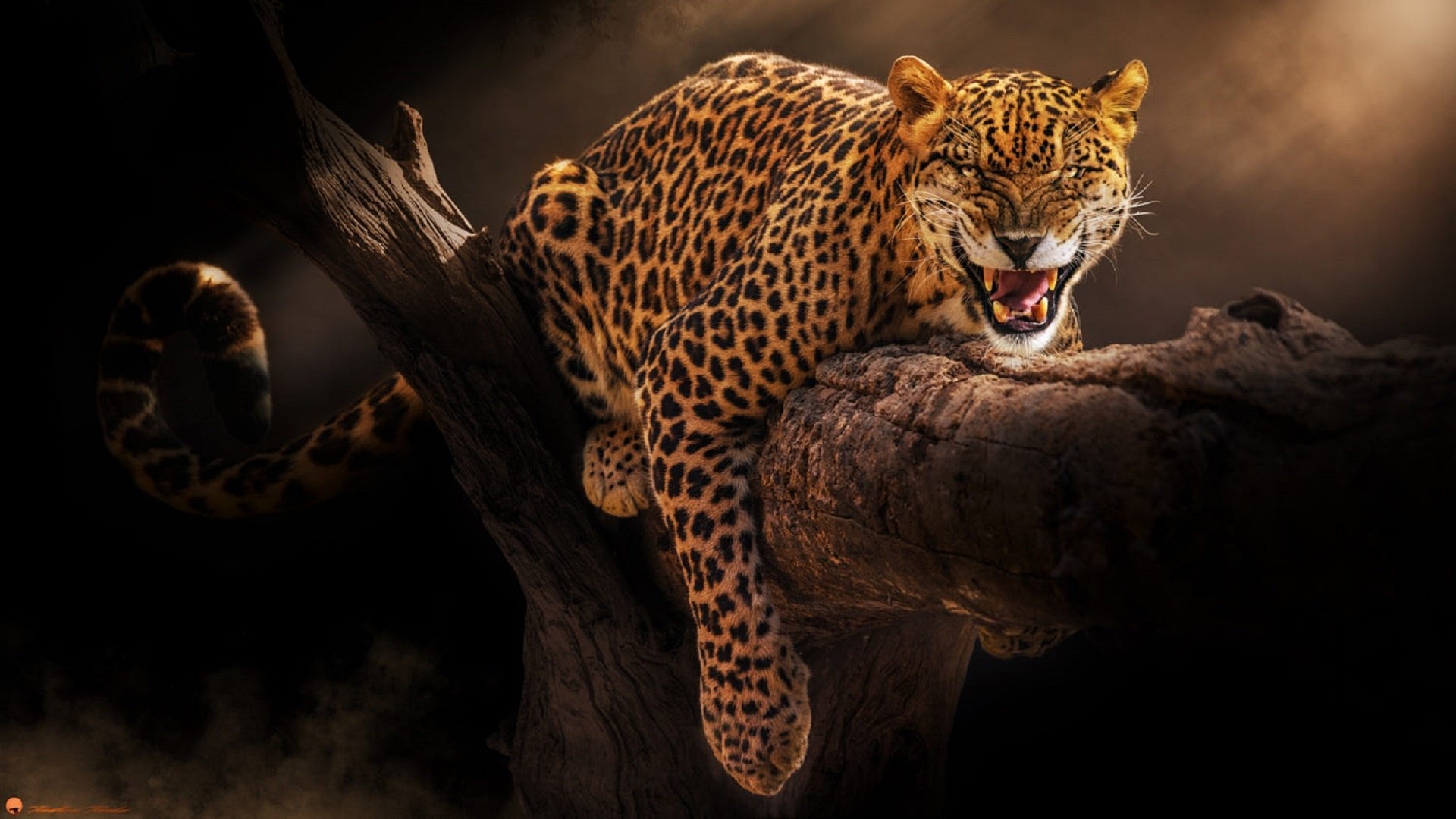 Jaguar Wallpapers